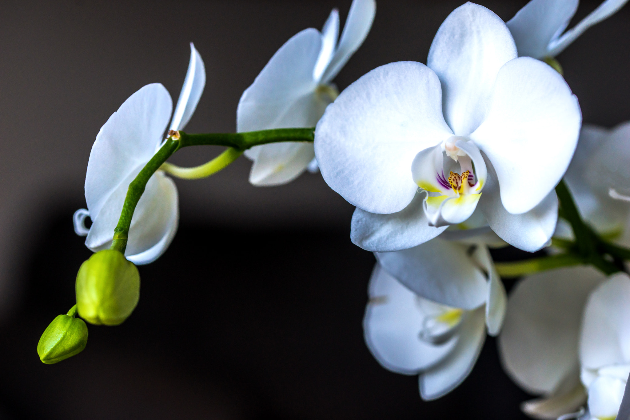 Sony a99 II + 105mm F2.8 sample photo. White beauty photography