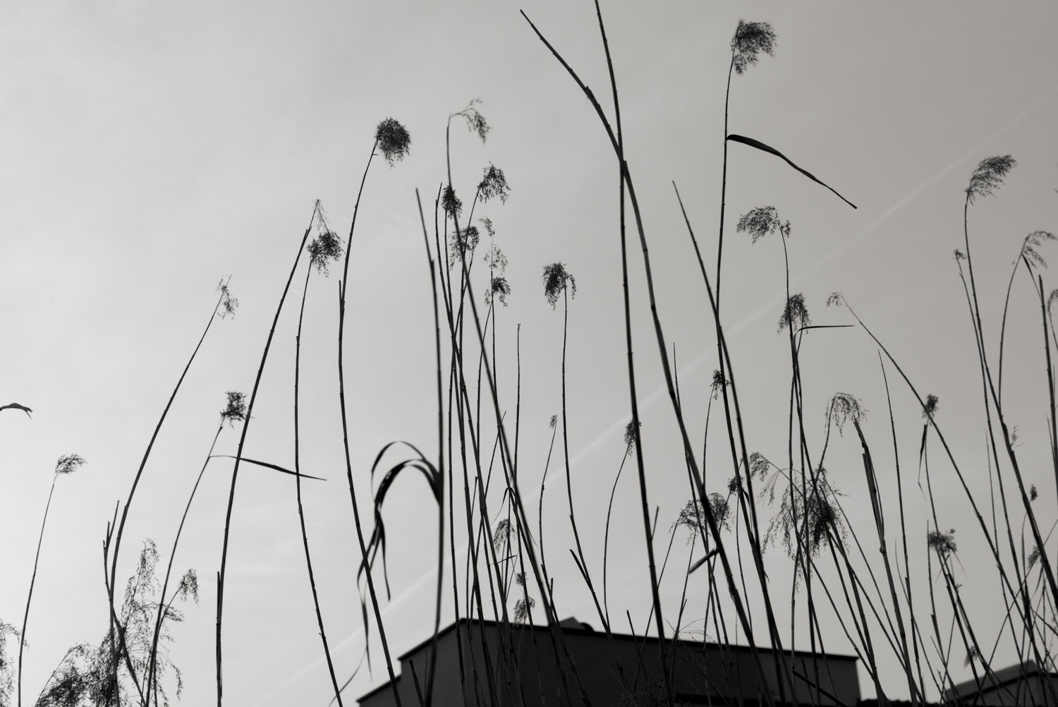 Summicron-M 1:2/35 sample photo. The reed photography