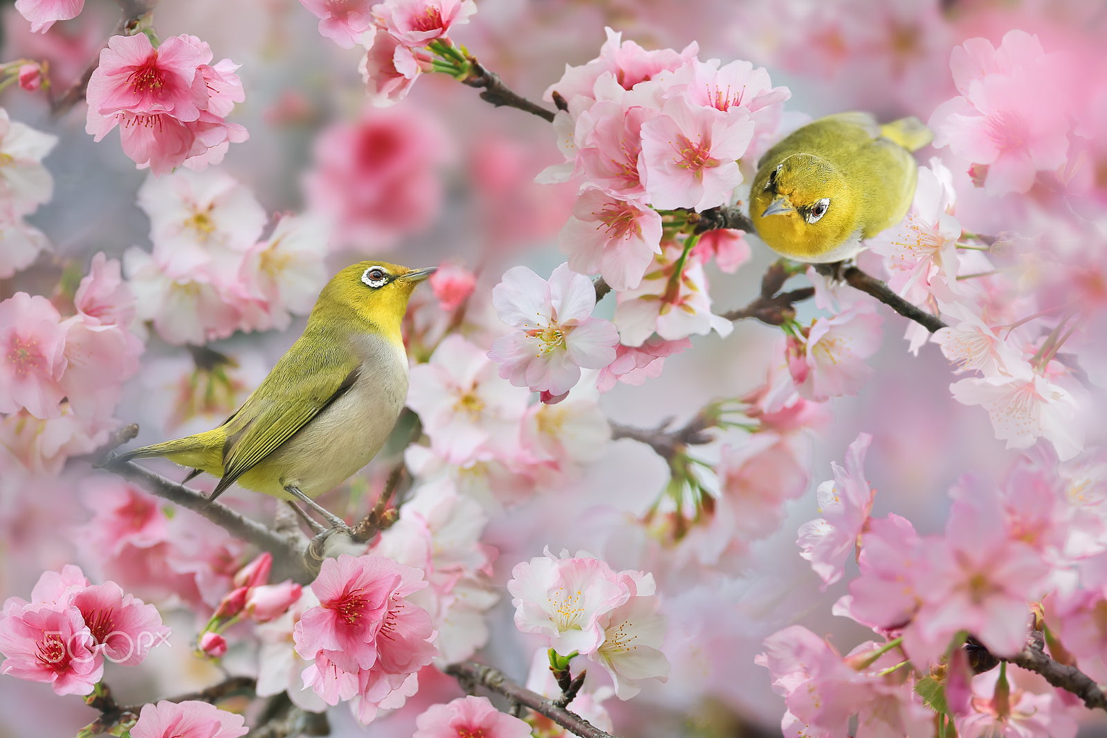 Canon EF 300mm F2.8L IS USM sample photo. Spring photography