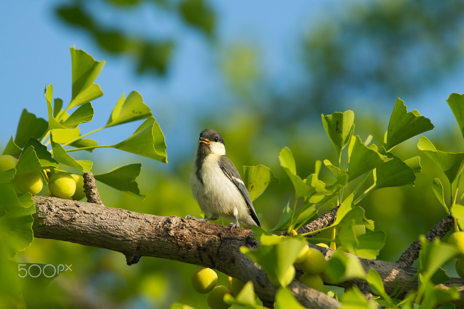 Sony a99 II + Tamron SP AF 70-200mm F2.8 Di LD (IF) MACRO sample photo. Early bird photography