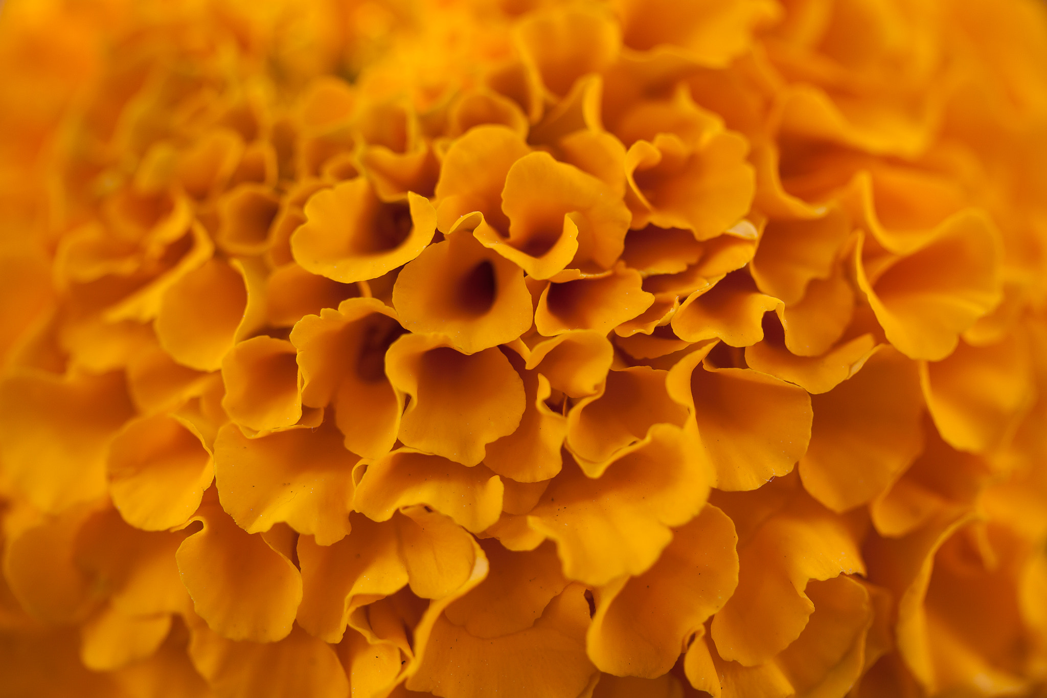 Canon EF-S 60mm F2.8 Macro USM sample photo. Aprovechando el espacio photography