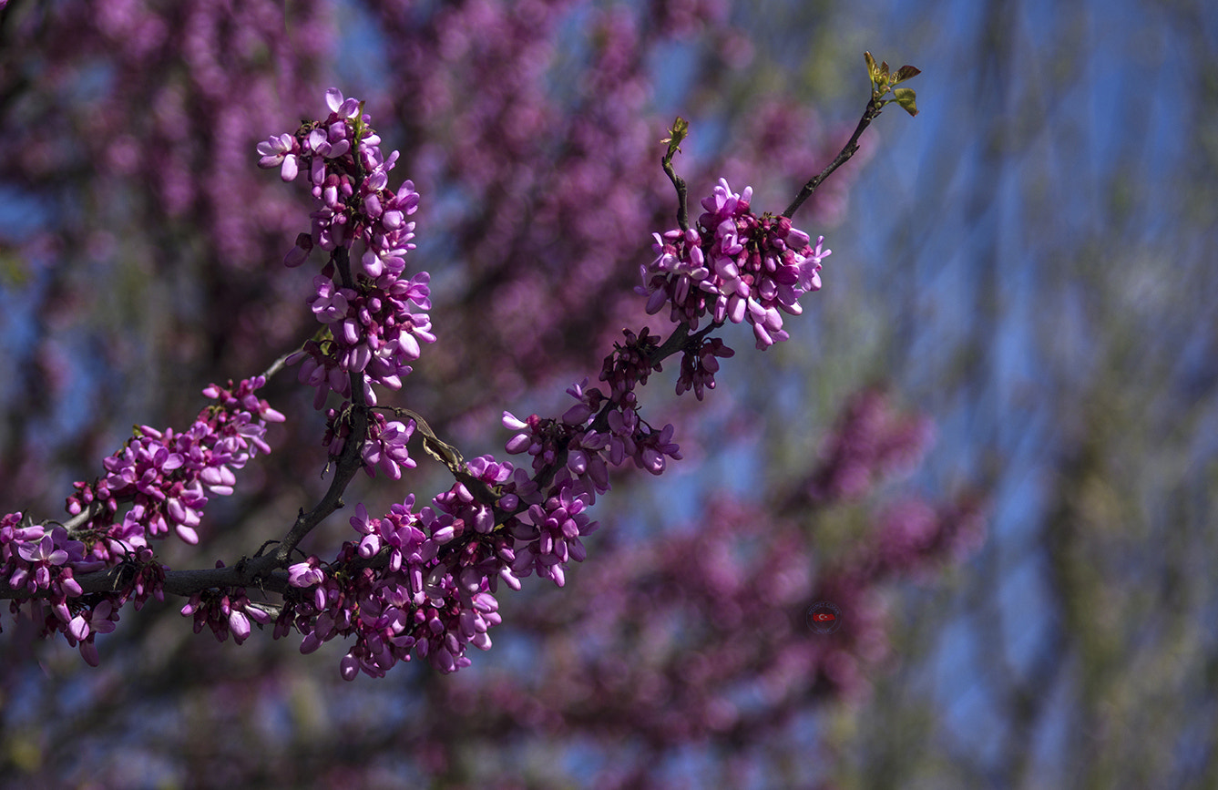 smc PENTAX-FA 100-300mm F4.7-5.8 sample photo. Powder pink beauty of spring. photography