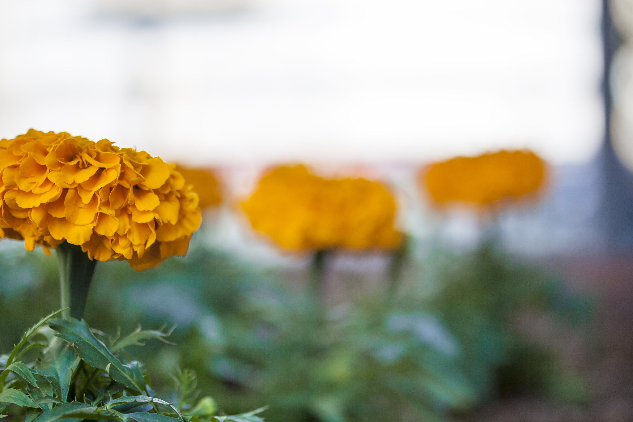 Canon EF-S 60mm F2.8 Macro USM sample photo. Plantacion photography
