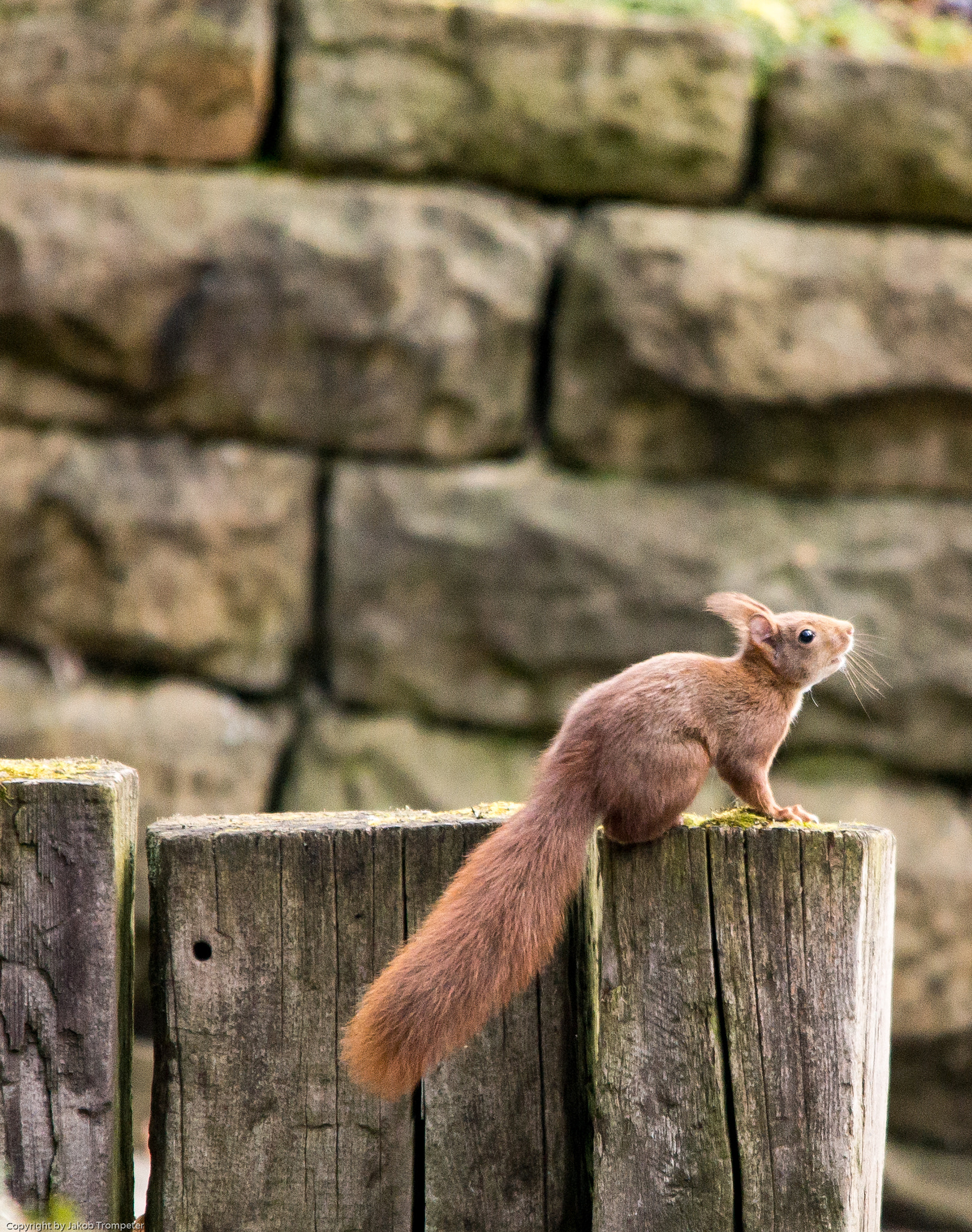 Sigma 150-500mm F5-6.3 DG OS HSM sample photo. Squirrel photography