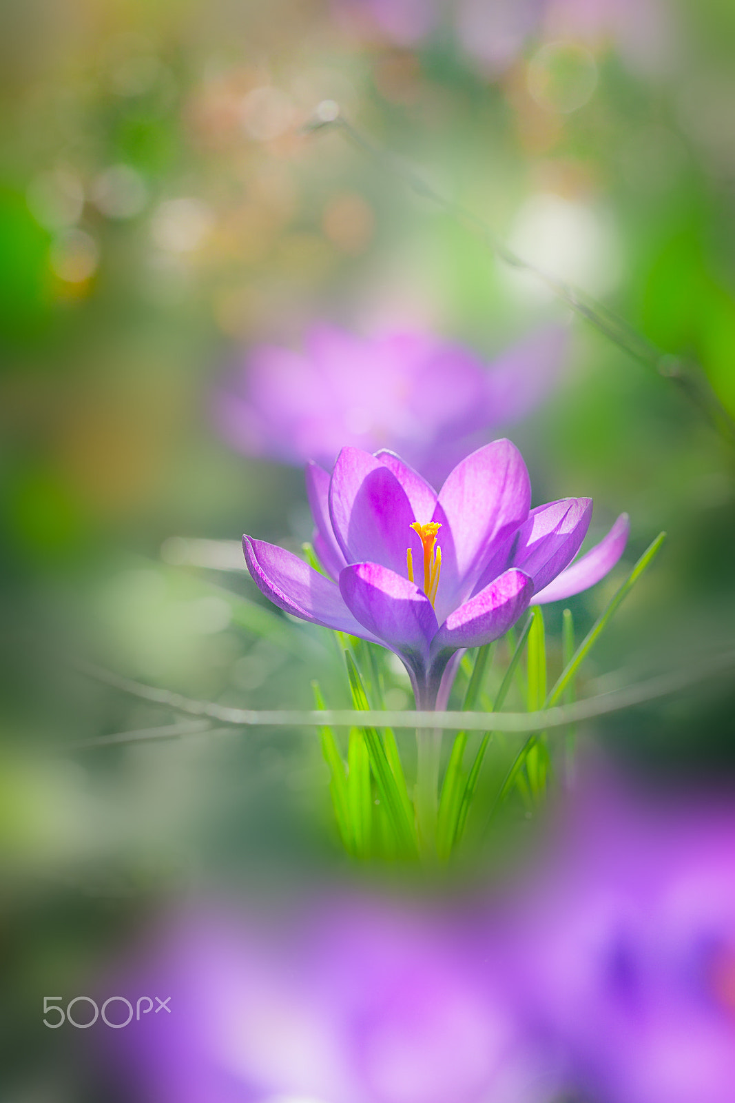 Canon EOS 5D + Canon EF 100mm F2.8L Macro IS USM sample photo. First crocus photography