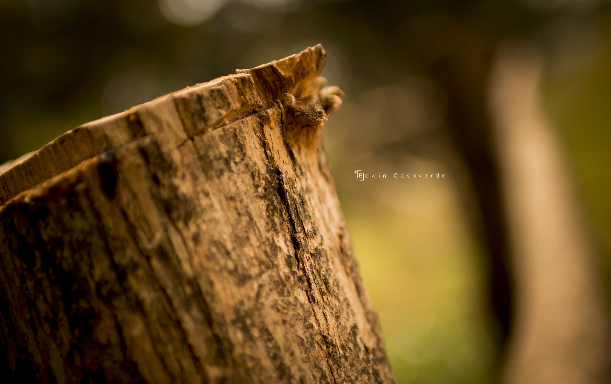 Sigma 30mm F1.4 EX DC HSM sample photo. Wood photography