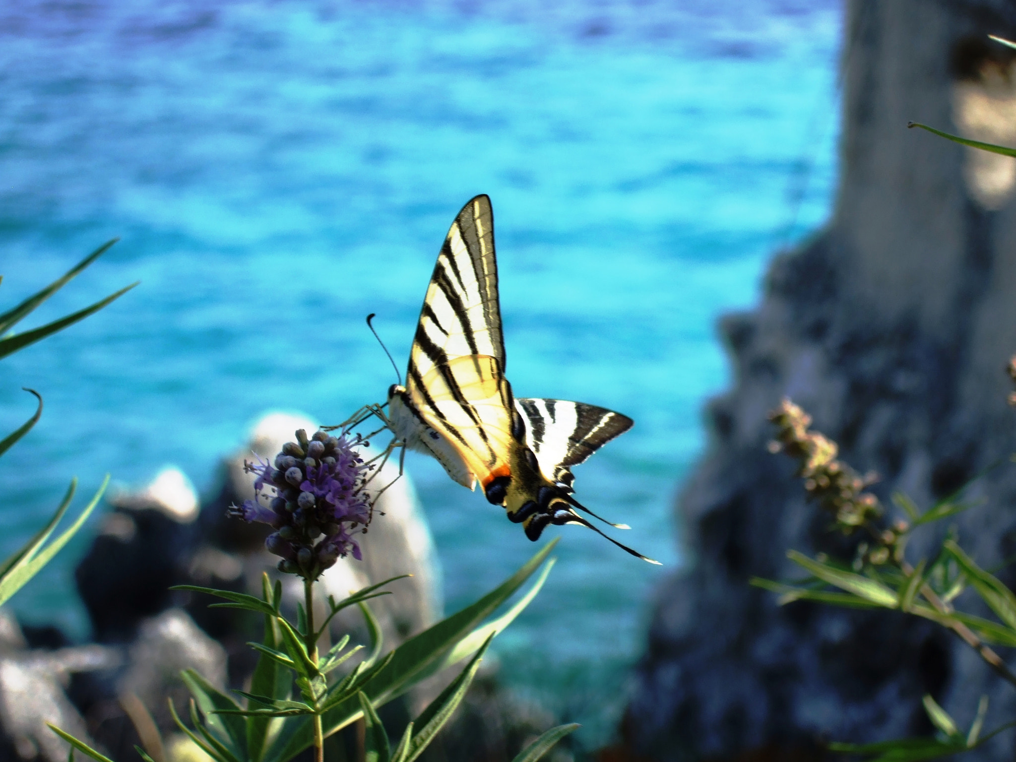 Fujifilm FinePix F31fd sample photo. Butterfly by the sea photography