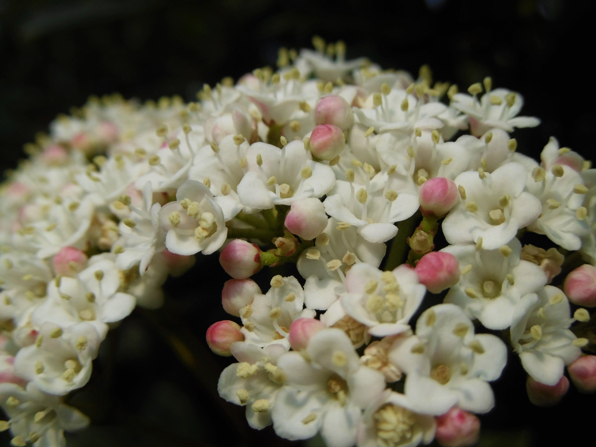 Panasonic DMC-SZ8 sample photo. Sweet viburnum photography