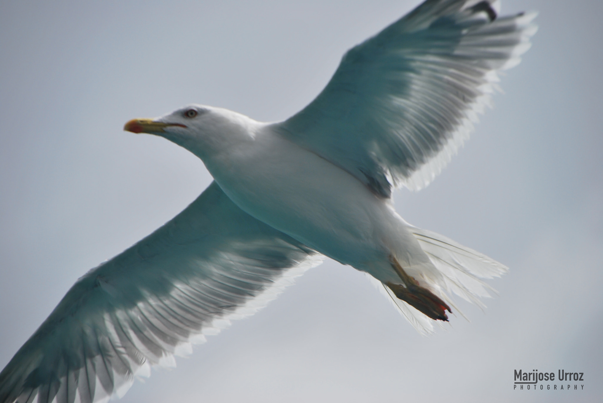 Nikon D60 sample photo. Gaviota, seagull photography