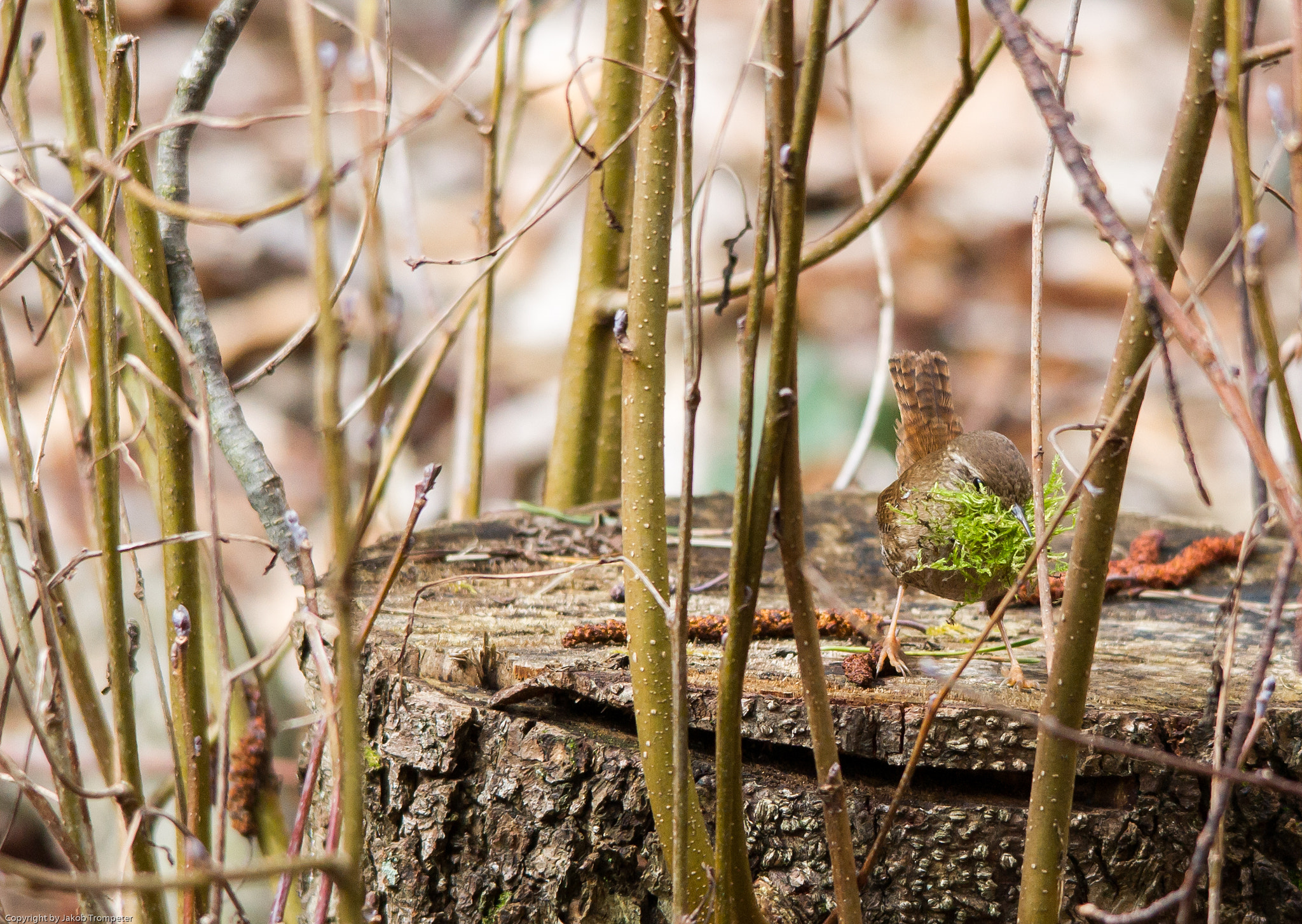 Sigma 150-500mm F5-6.3 DG OS HSM sample photo. Bird photography