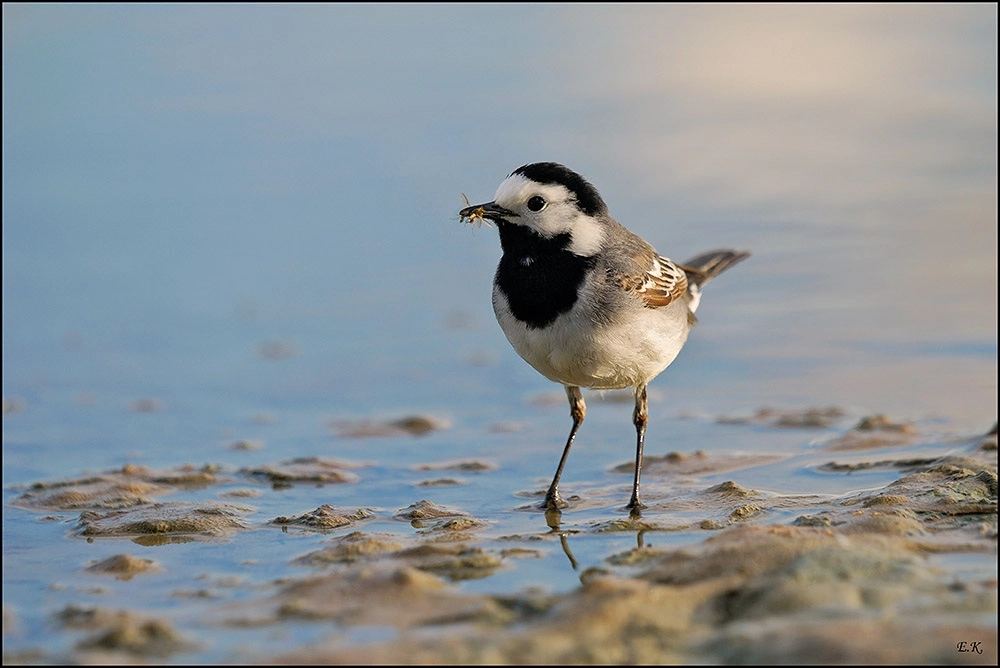 Sony a99 II + Sony 70-400mm F4-5.6 G SSM sample photo. White wagtail photography