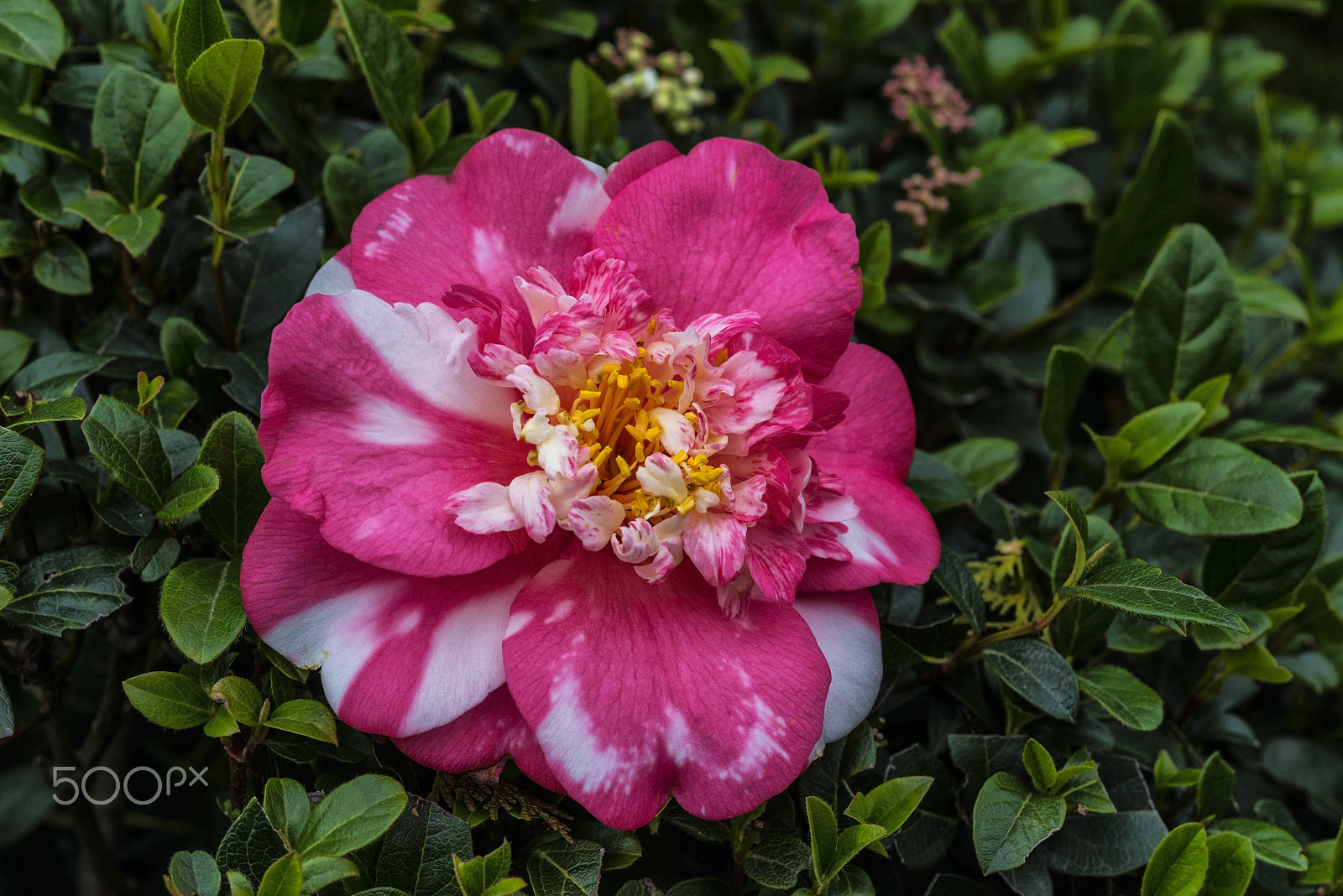 Nikon D800E + AF Micro-Nikkor 55mm f/2.8 sample photo. Ebruli kamelya (camellia ebruli) photography