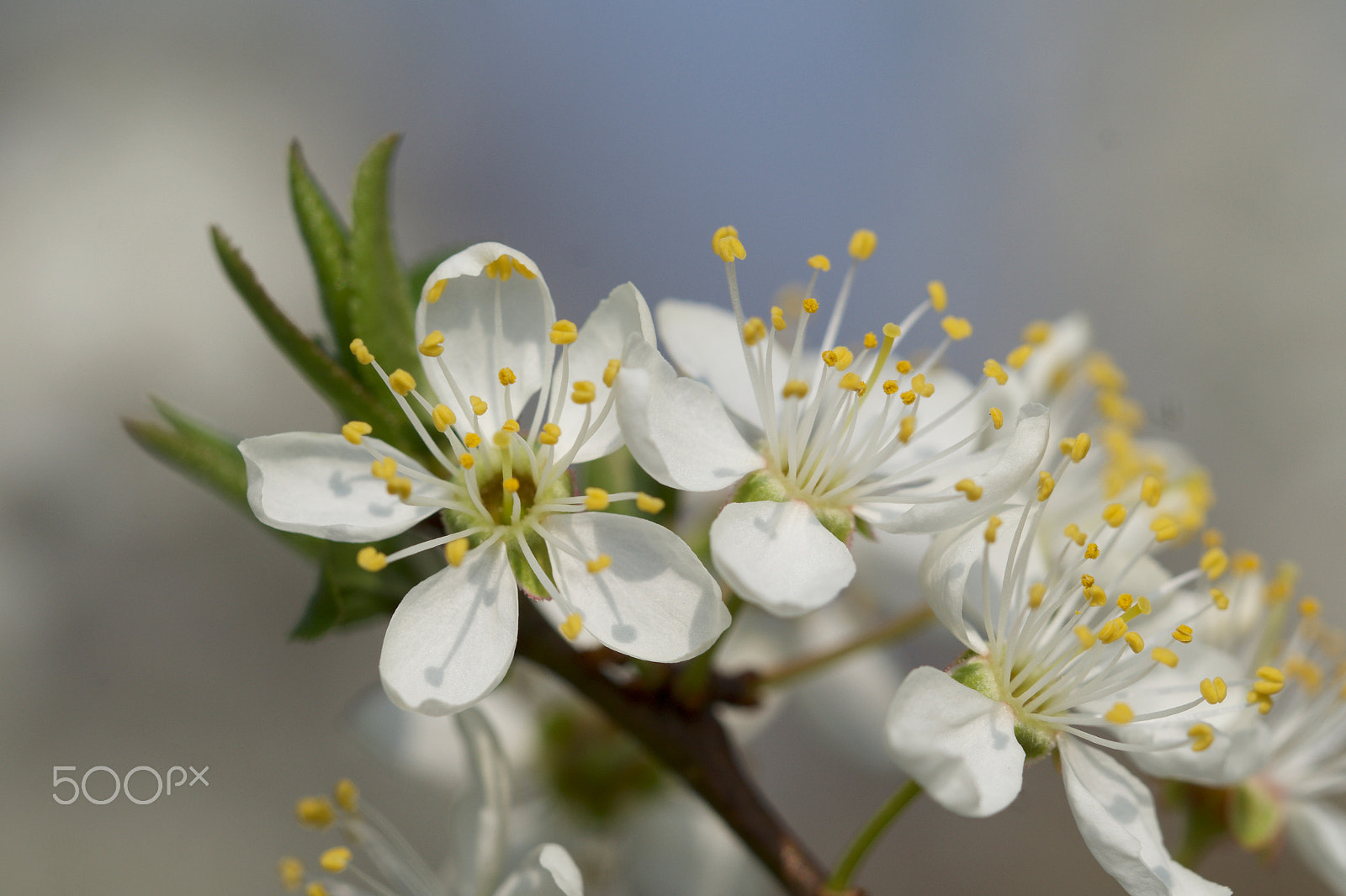 Sony SLT-A58 + 90mm F2.8 Macro SSM sample photo. Spring in my city .jpg photography