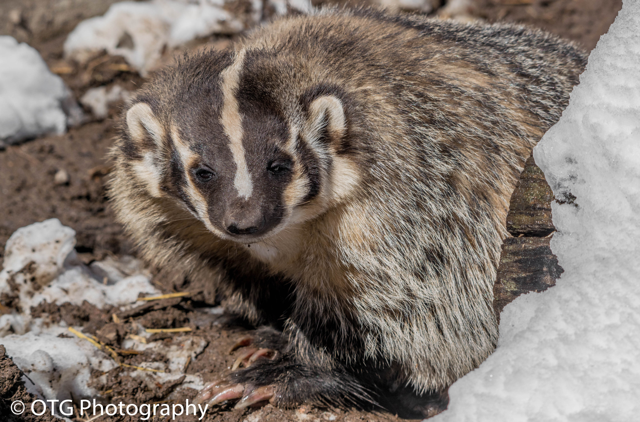 Nikon AF-S Nikkor 200-500mm F5.6E ED VR sample photo. Bucky badger photography