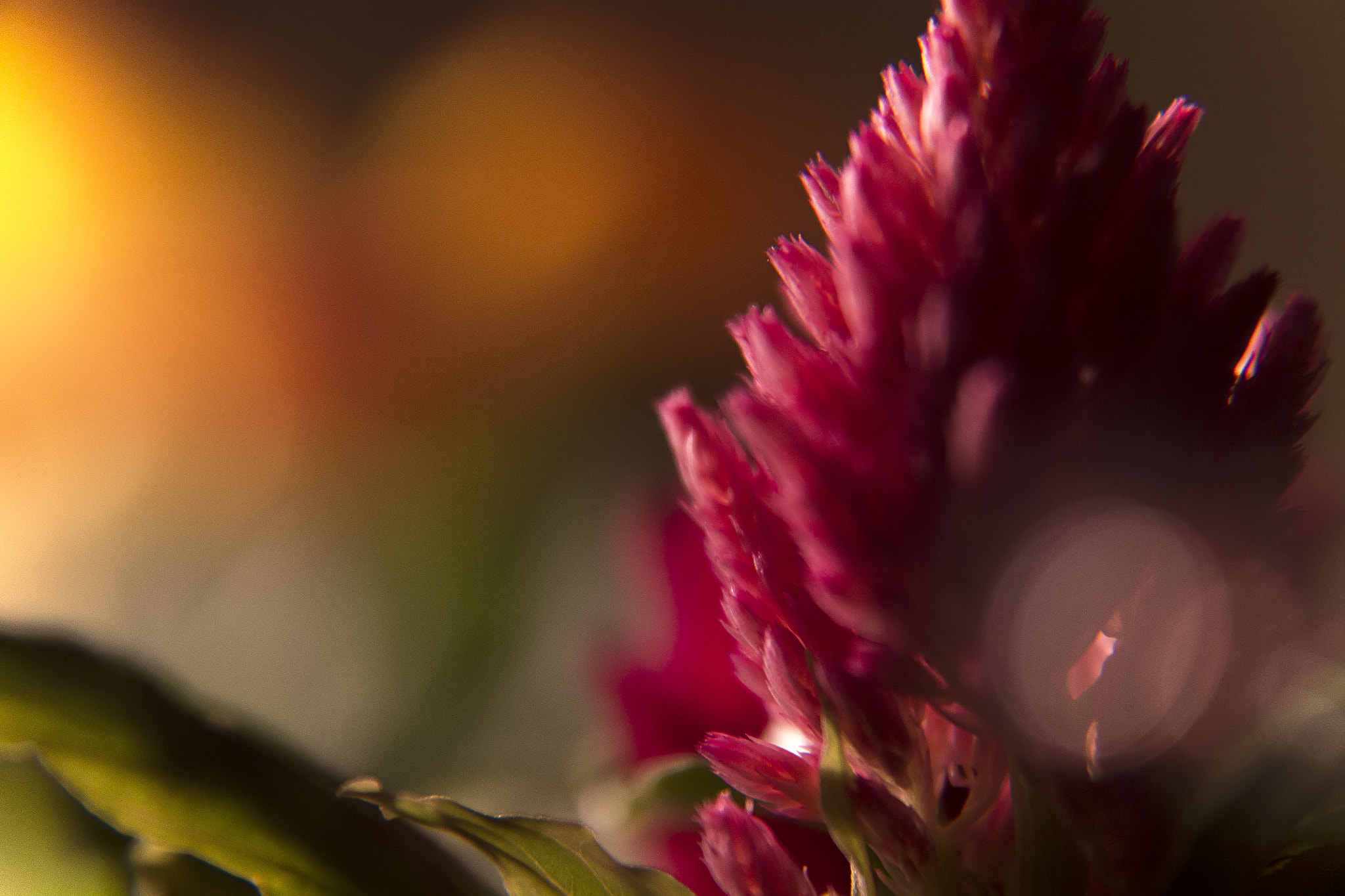 Canon EF-S 17-55mm F2.8 IS USM sample photo. Celosia argentea photography