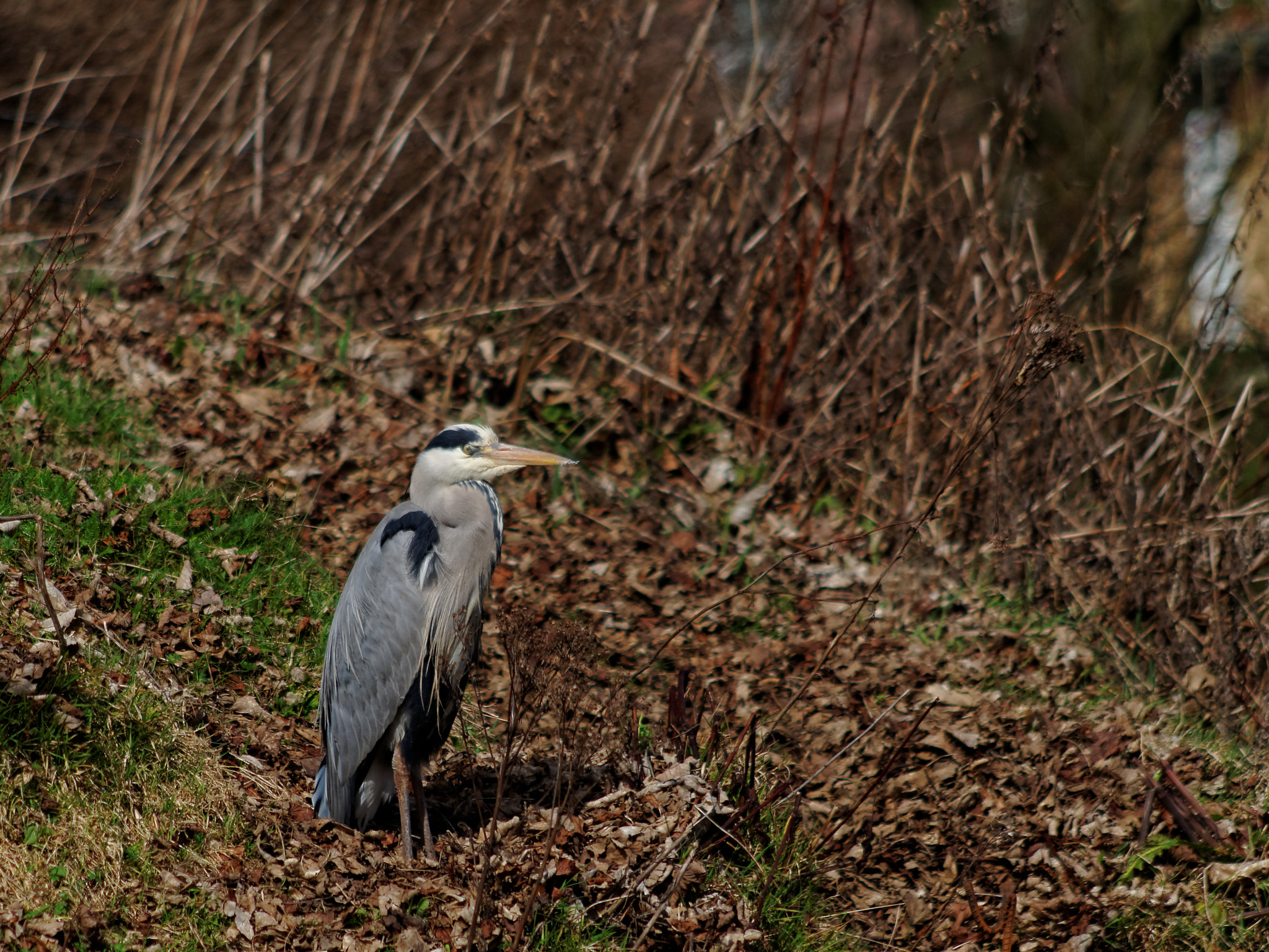 Pentax K-50 sample photo. Grey heron photography
