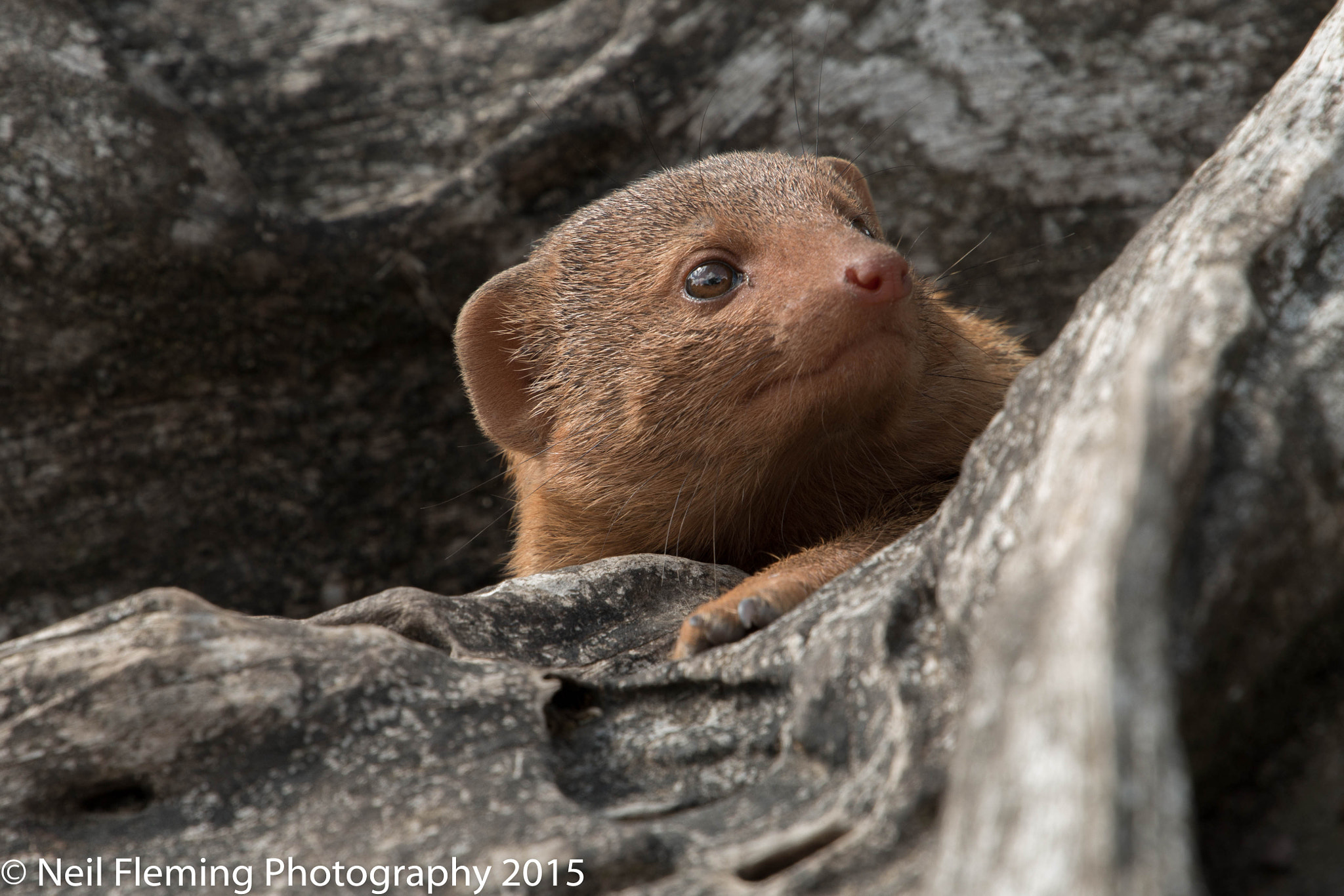 Canon EF 70-200mm F4L USM sample photo. Mongoose photography