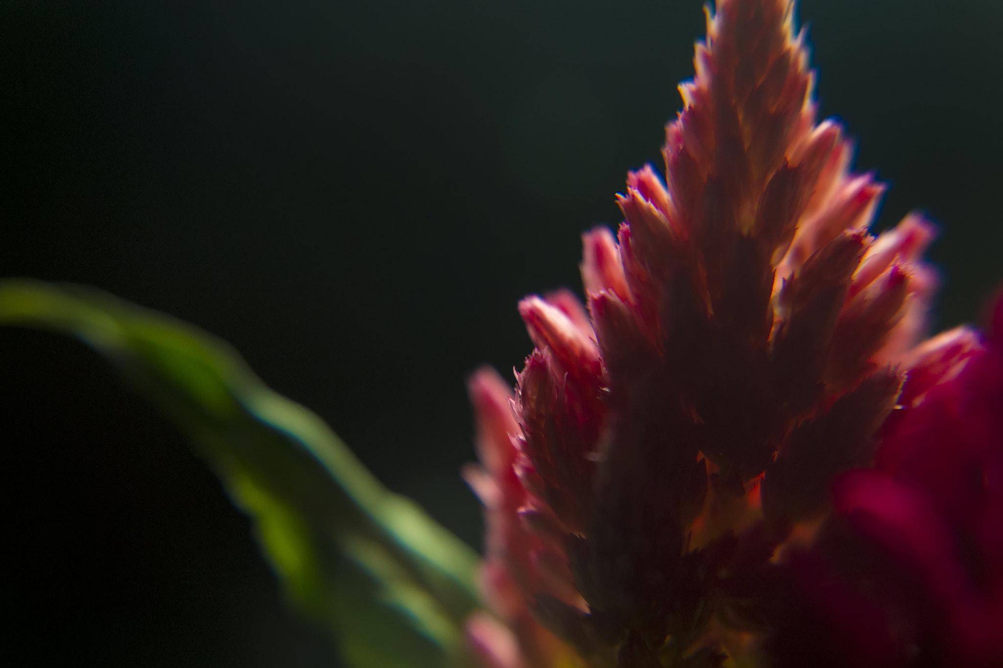 Canon EF-S 17-55mm F2.8 IS USM sample photo. Celosia argentea #2 photography