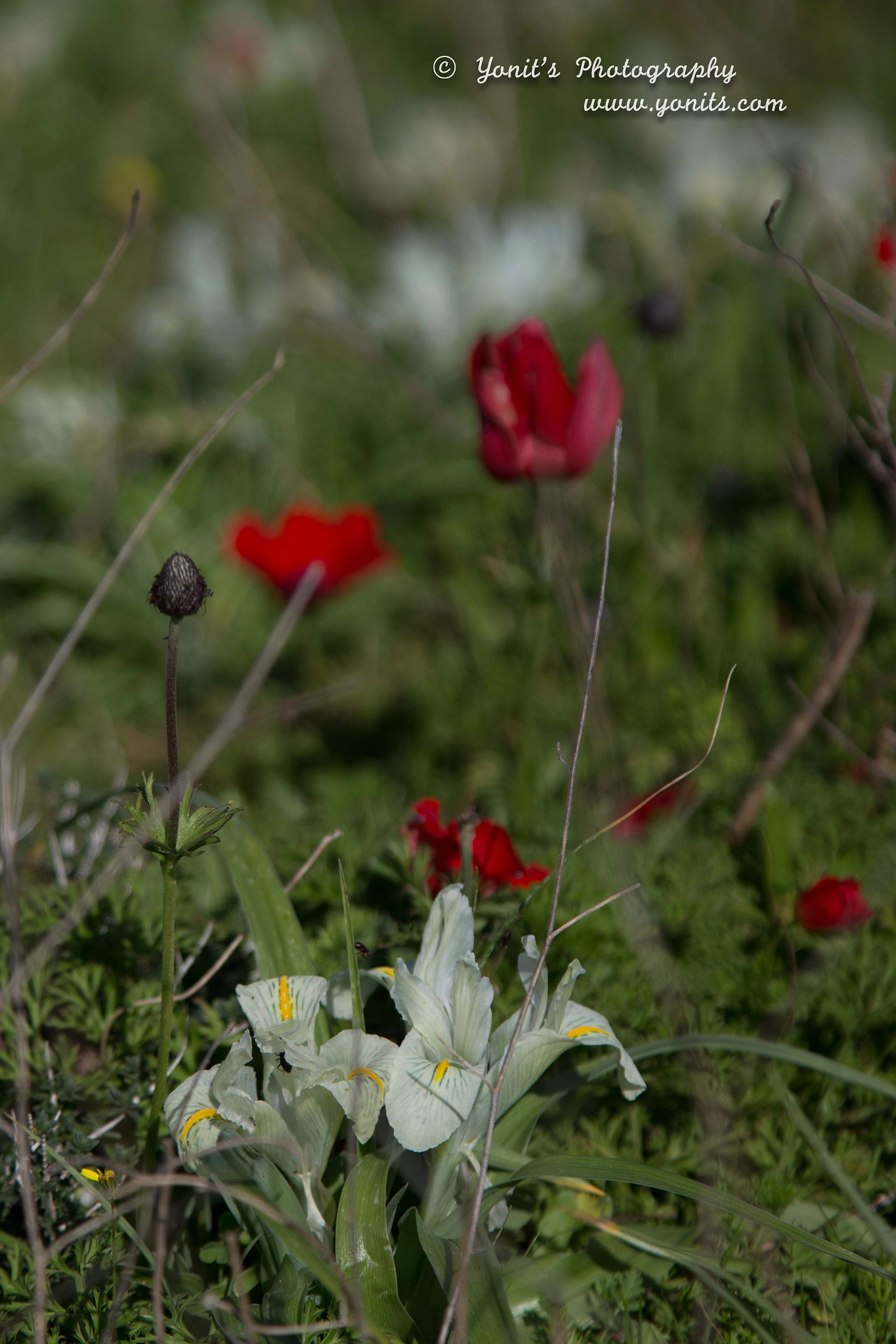 Canon EOS M + Canon EF 24-105mm F4L IS USM sample photo. Yonit photography