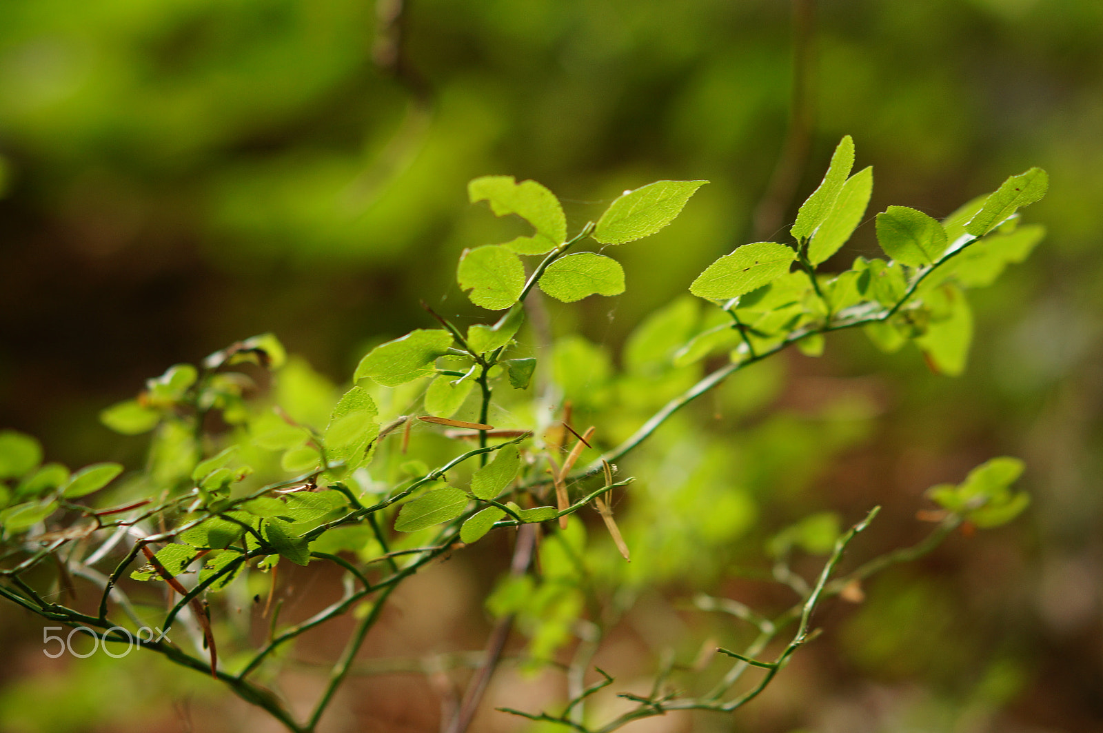 Sony Alpha NEX-5R + Sony Sonnar T* FE 55mm F1.8 ZA sample photo. Green leaves photography