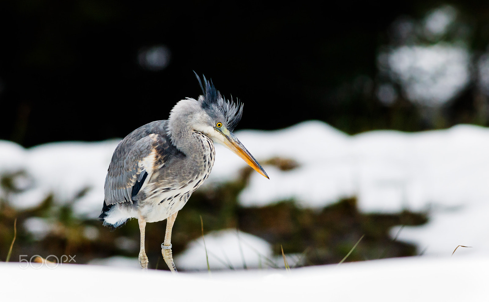 Canon EOS 760D (EOS Rebel T6s / EOS 8000D) + Canon EF 400mm F5.6L USM sample photo. Volavka popelavá photography