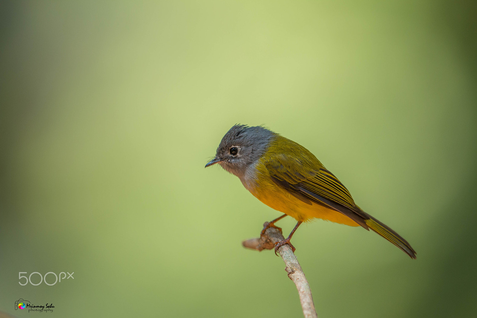 Canon EOS 70D + Canon EF 500mm F4L IS II USM sample photo. Grey-headed canary-flycatcher photography