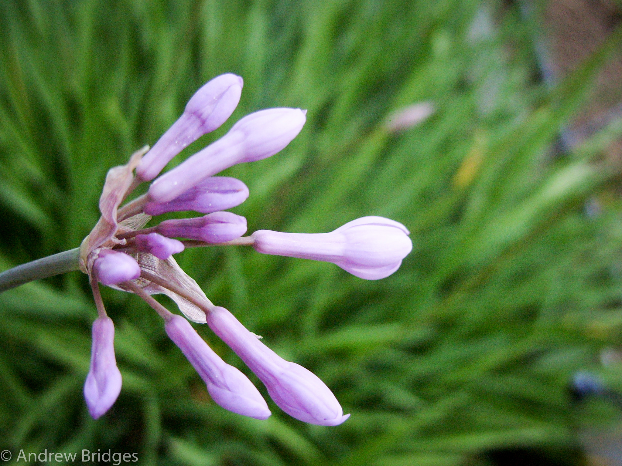 Samsung S850 sample photo. San diego garden flora photography
