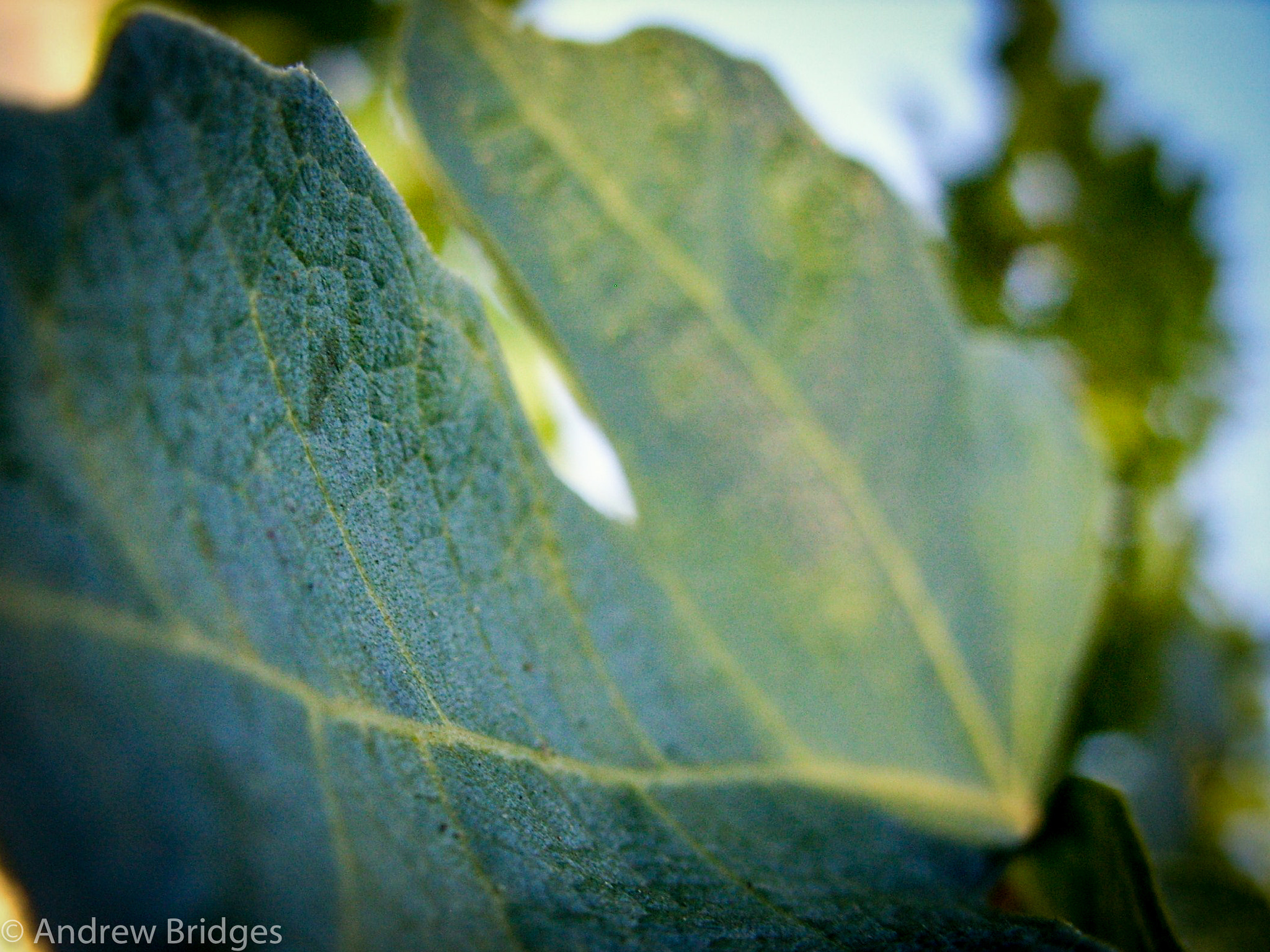 Samsung S850 sample photo. San diego garden flora photography