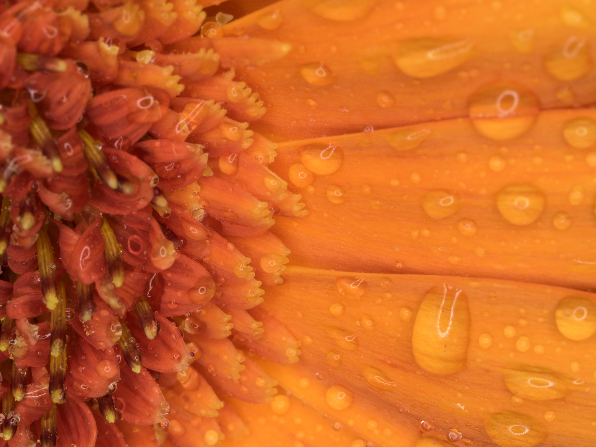 Canon MP-E 65mm F2.5 1-5x Macro Photo sample photo. Orange gerbera photography