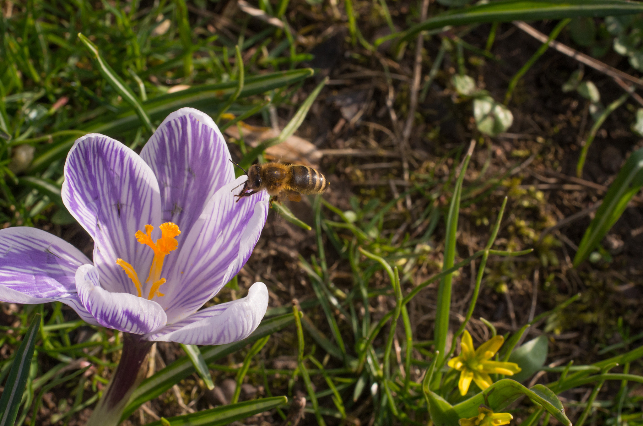 Pentax K-5 II sample photo. Bee approaching a crocus photography