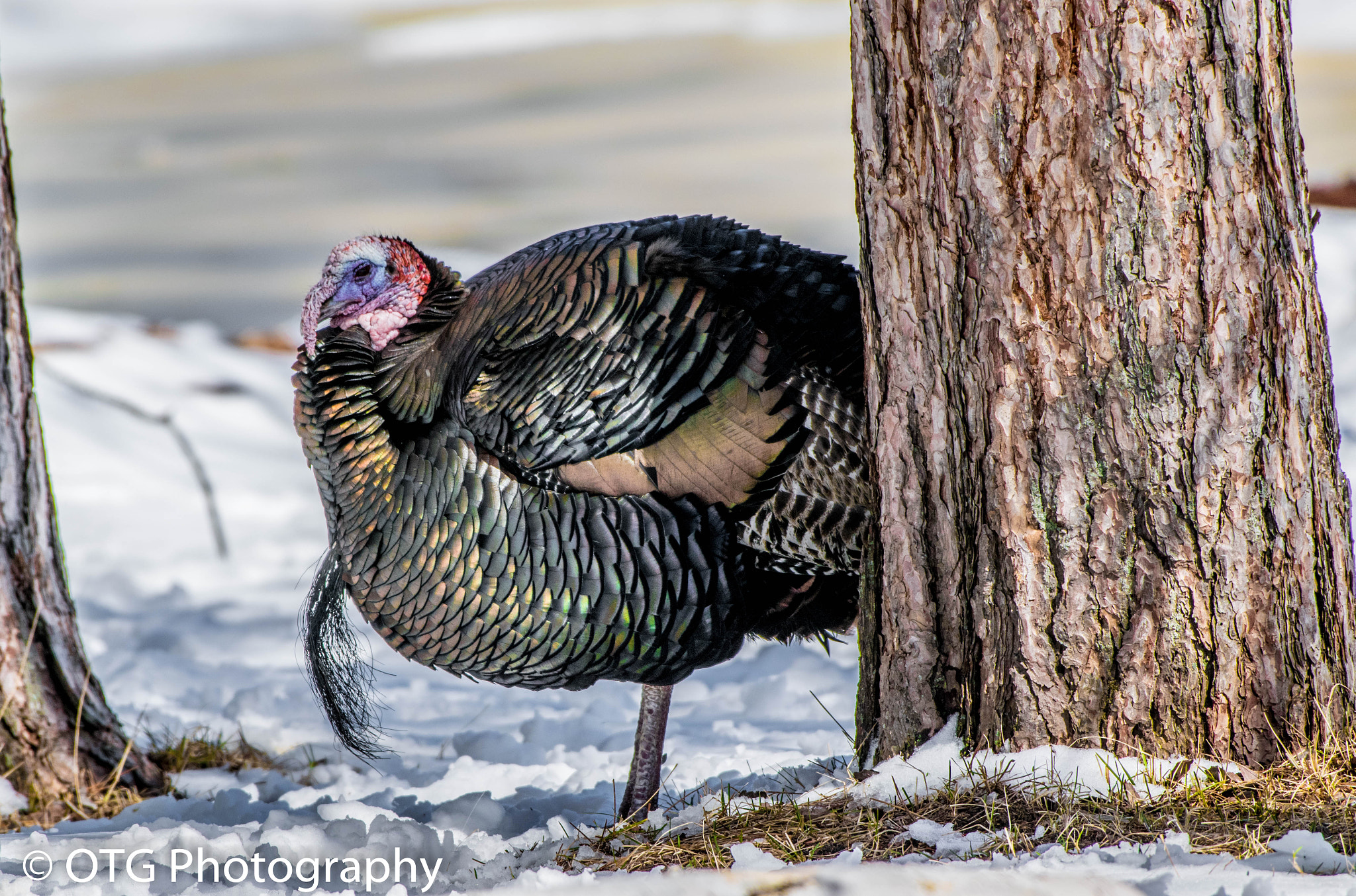 Nikon AF-S Nikkor 200-500mm F5.6E ED VR sample photo. Turkey tom photography
