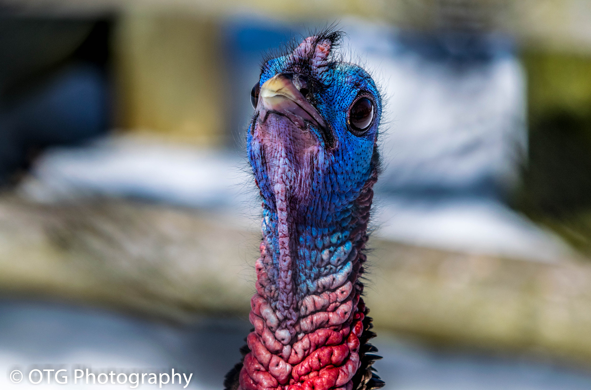 Nikon AF-S Nikkor 200-500mm F5.6E ED VR sample photo. Ugly mug? photography