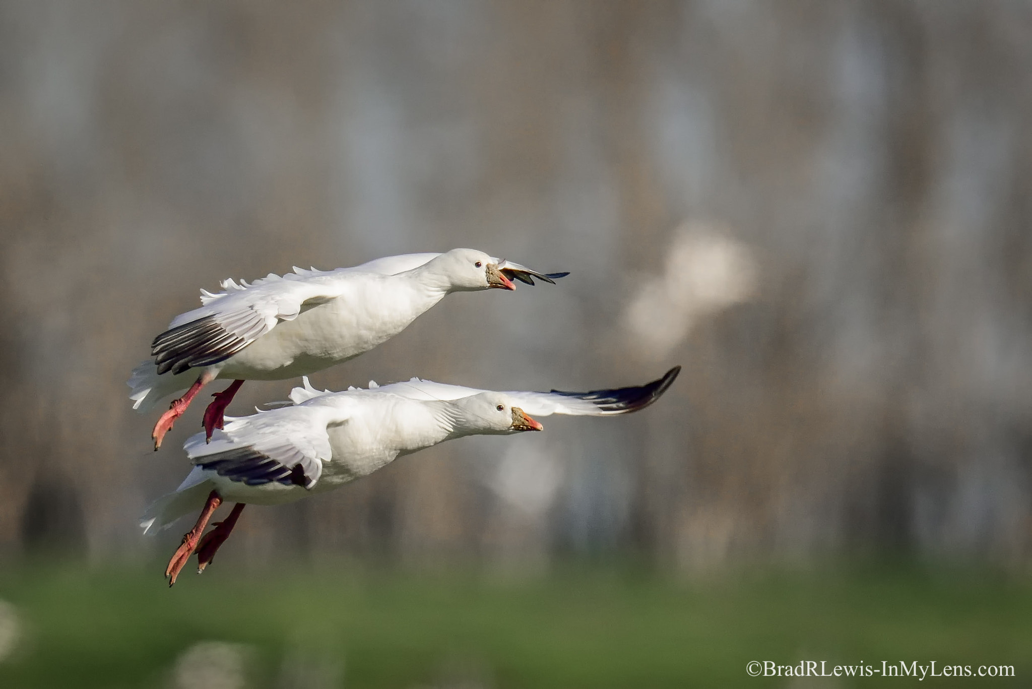 Sigma 24-60mm F2.8 EX DG sample photo. Ross's geese landing photography