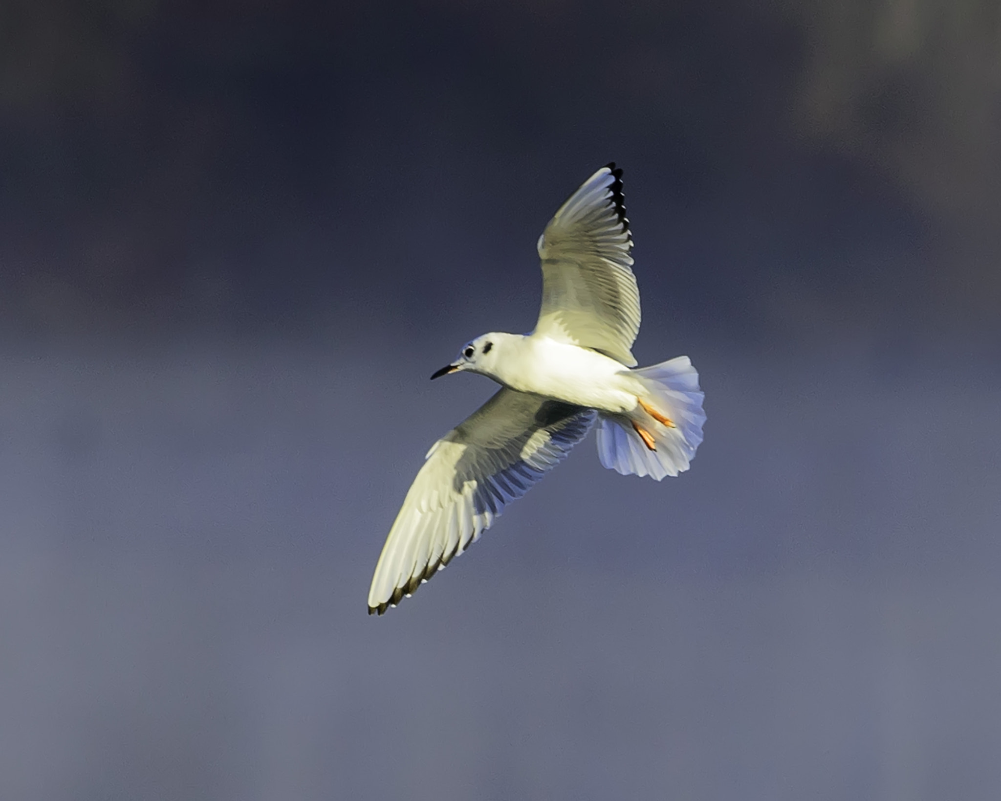 Nikon Nikkor AF-S 300mm F4E PF ED VR sample photo. Bonaparte gull banks in flight photography