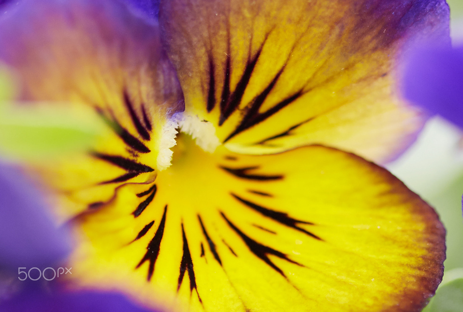 Canon EOS 6D + Canon EF 100mm F2.8 Macro USM sample photo. Pansy flower photography