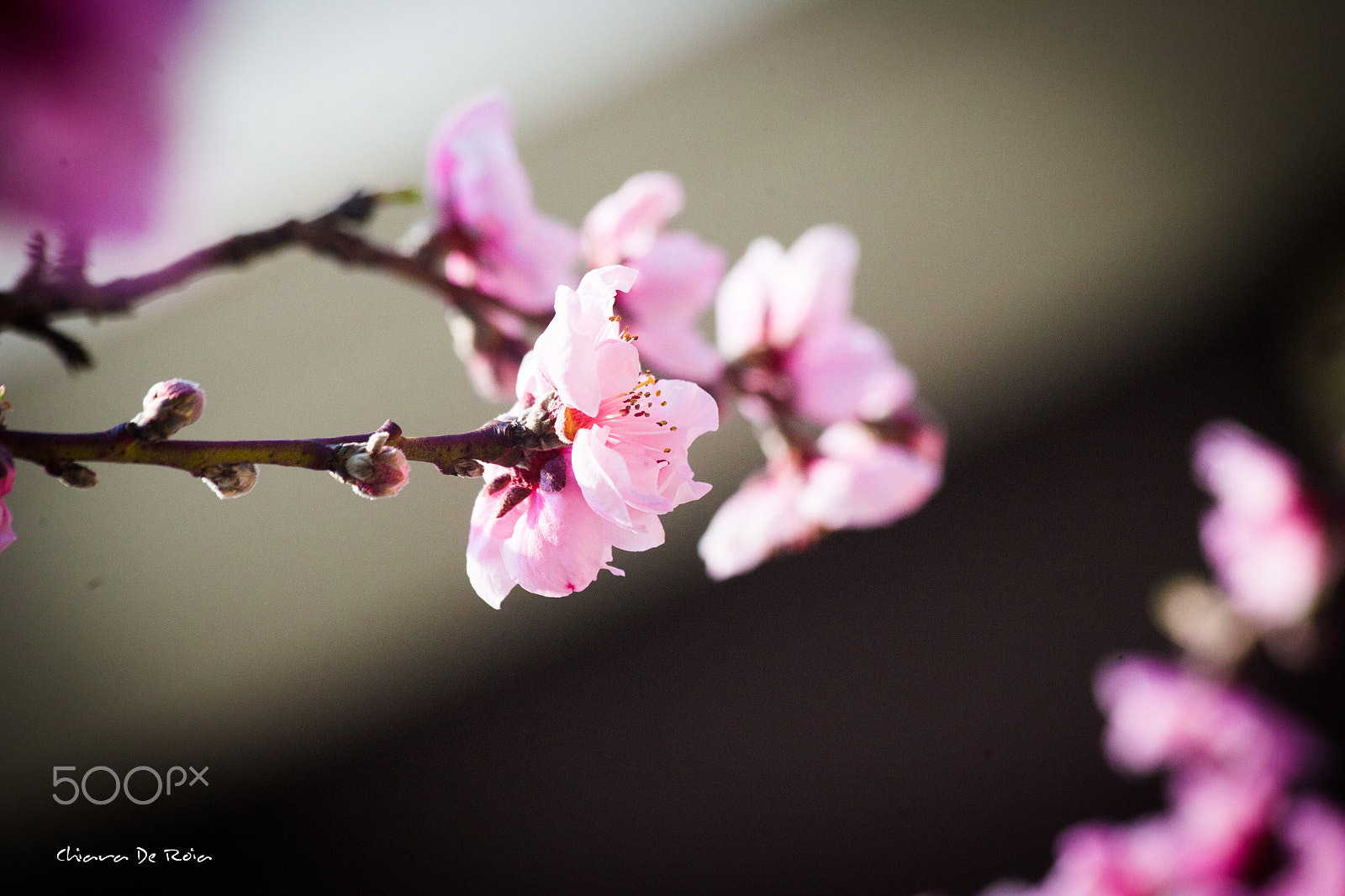 Canon EOS-1D Mark II + Canon EF 35mm F1.4L II USM sample photo. Spring air photography