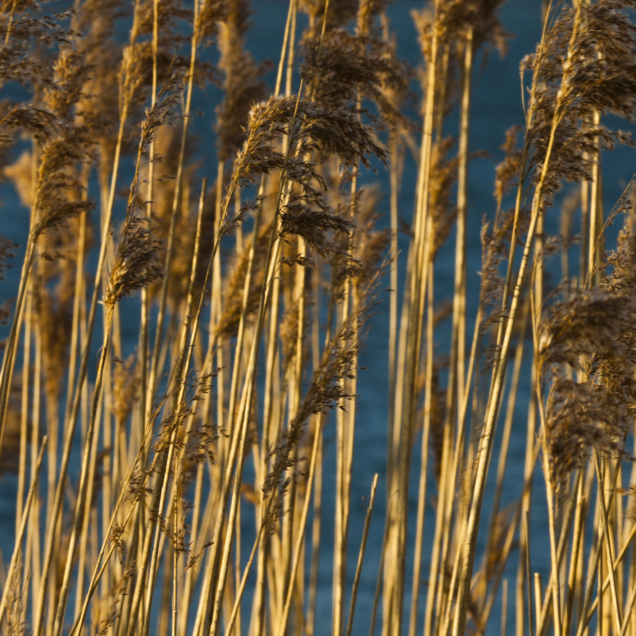 Canon EF 100-400mm F4.5-5.6L IS USM sample photo. Island tien gemeten photography