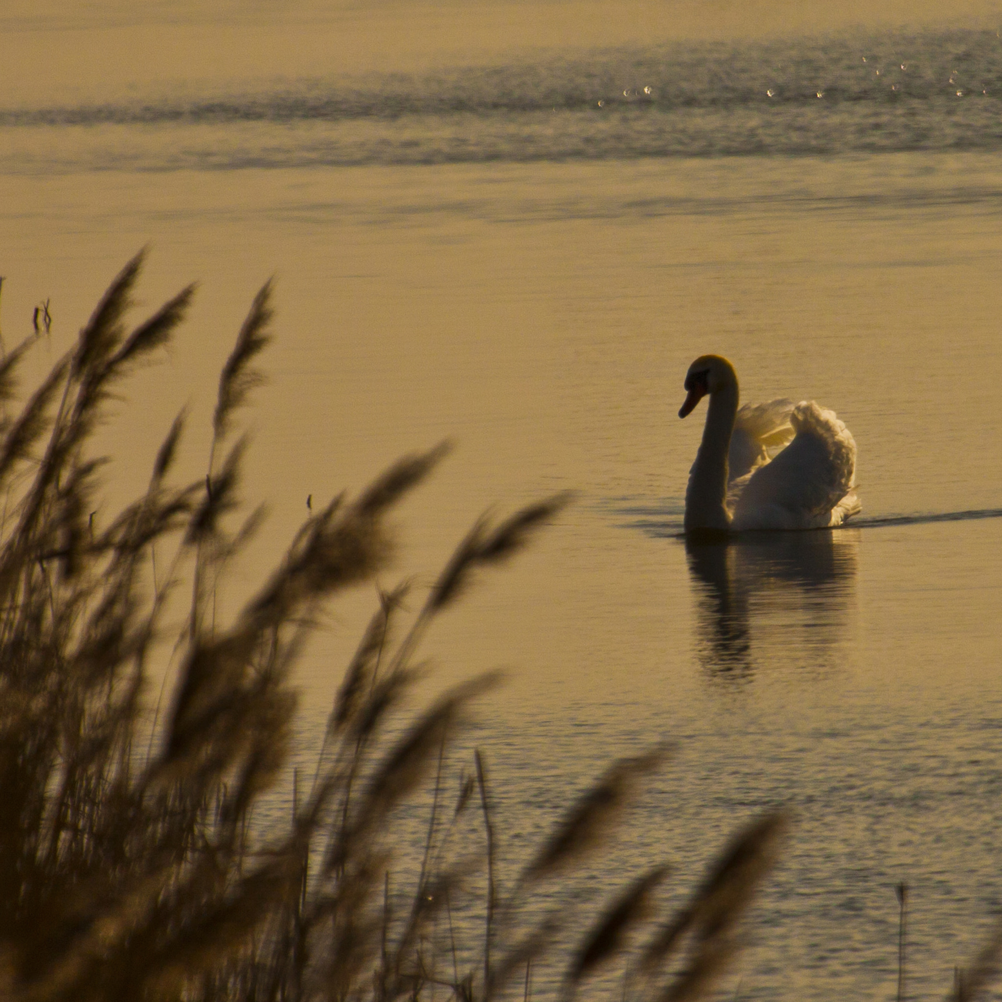 Canon EF 100-400mm F4.5-5.6L IS USM sample photo. Island tien gemeten photography