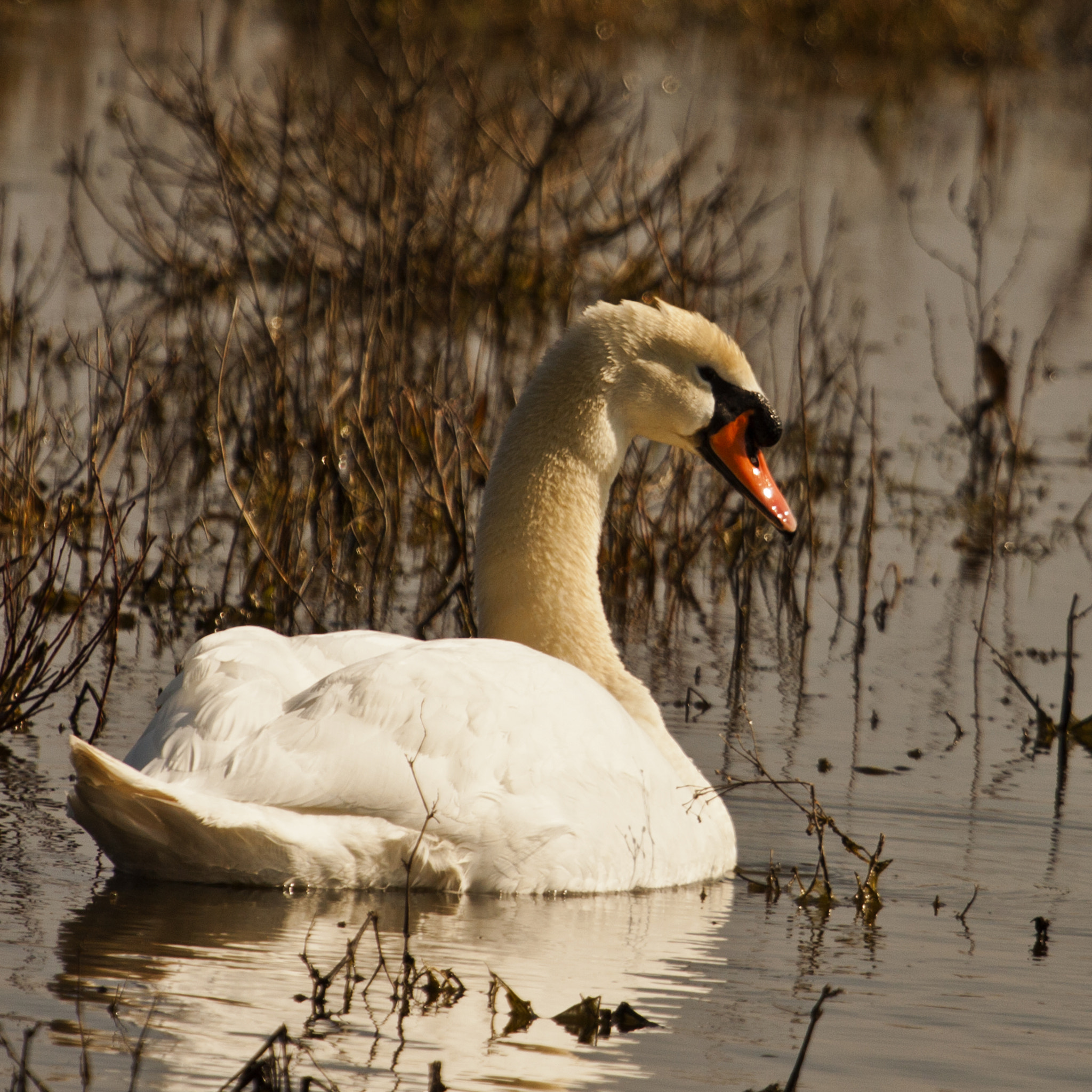 Canon EF 100-400mm F4.5-5.6L IS USM sample photo. Island tien gemeten photography
