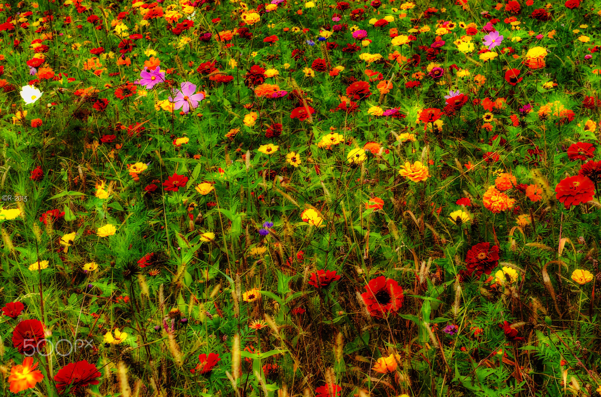 Flower Carpet
