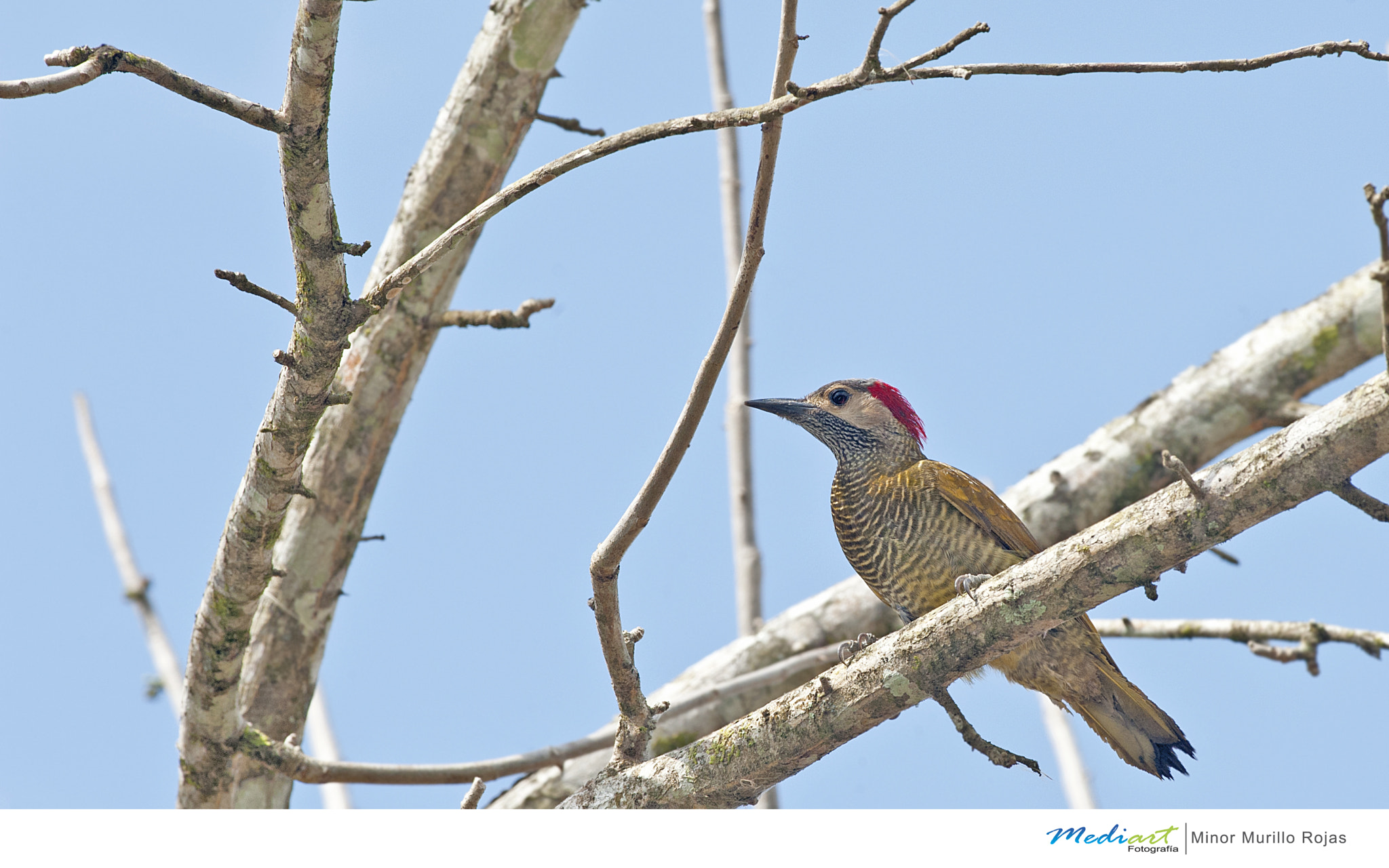 Nikon D700 + Nikon AF-S Nikkor 300mm F4D ED-IF sample photo. Golden olive woodpecker photography