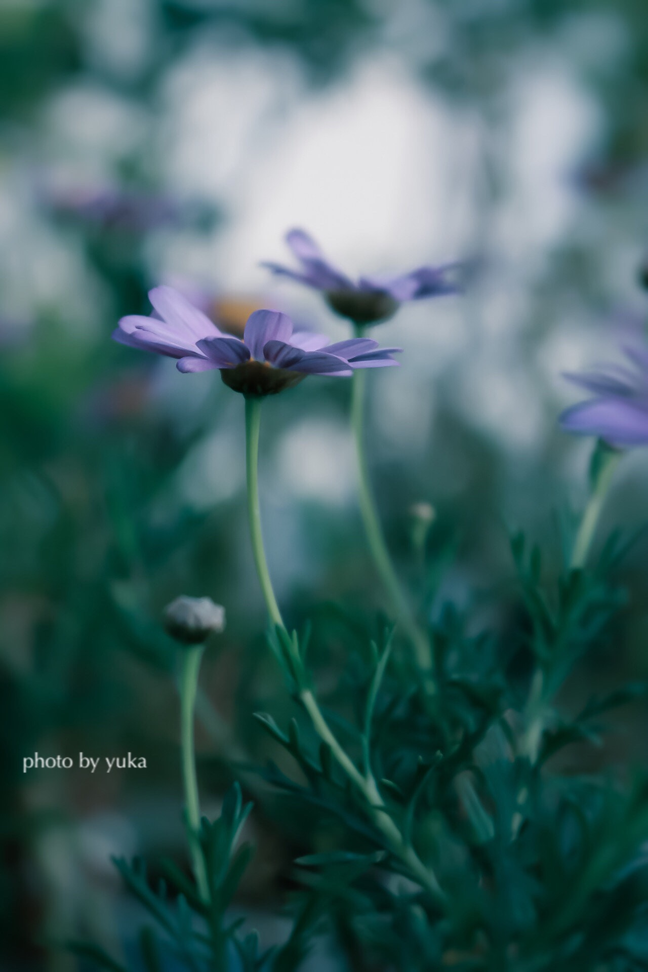 Canon EOS 750D (EOS Rebel T6i / EOS Kiss X8i) sample photo. ❁﻿君は思い出になる❁﻿ photography