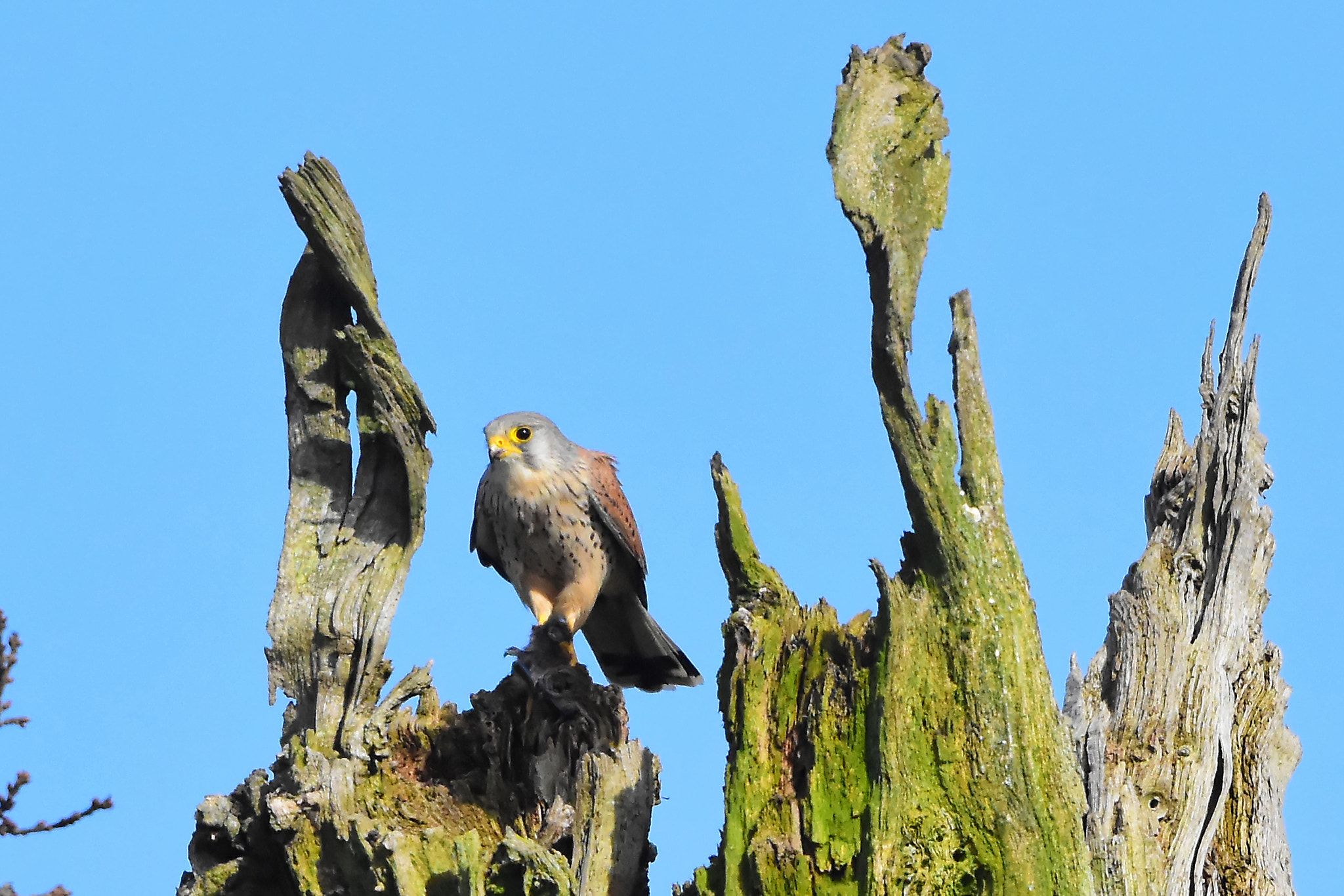 Sigma 500mm F4.5 EX DG HSM sample photo. Thornton kestrel photography