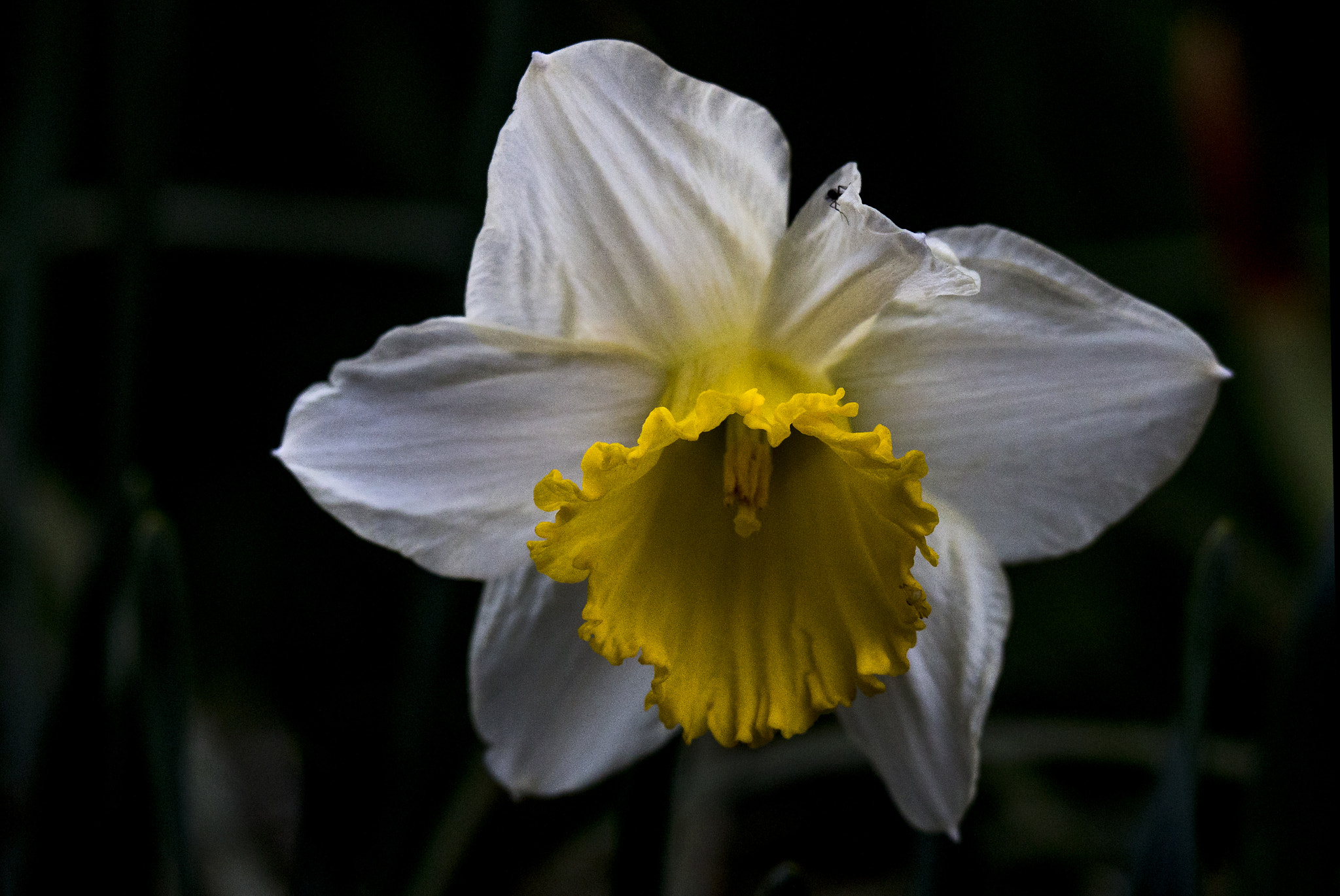 Canon EOS 70D + Sigma 50-500mm F4.5-6.3 DG OS HSM sample photo. Daffodil in the night photography