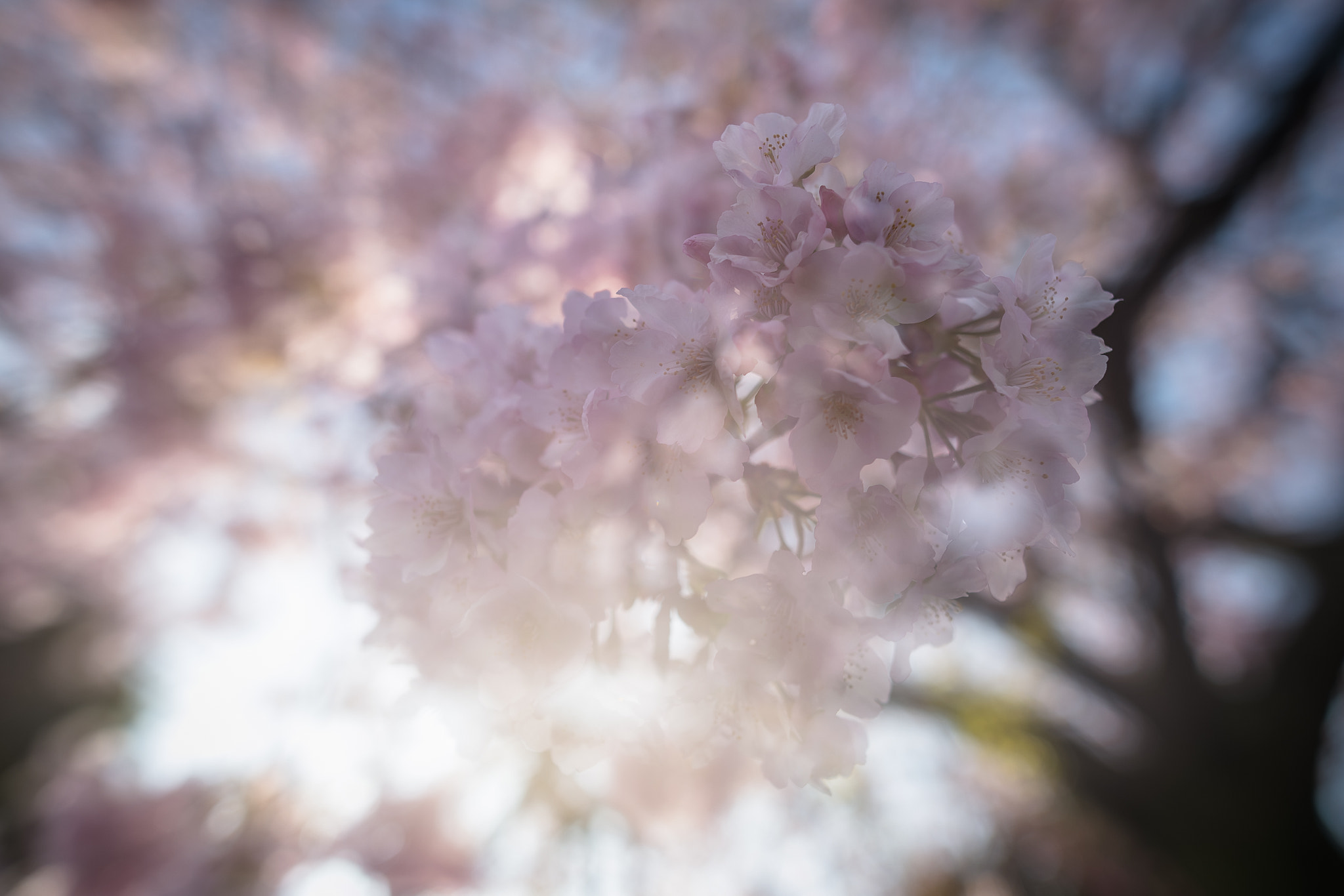 Nikon Df + Nikon AF-S Nikkor 20mm F1.8G ED sample photo. Sakura photography