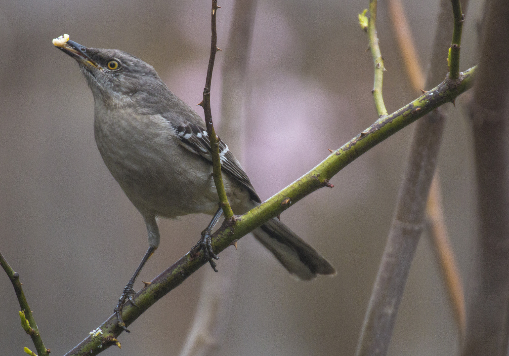 Canon EOS 70D + Sigma 50-500mm F4.5-6.3 DG OS HSM sample photo. Mockingbird in spring photography