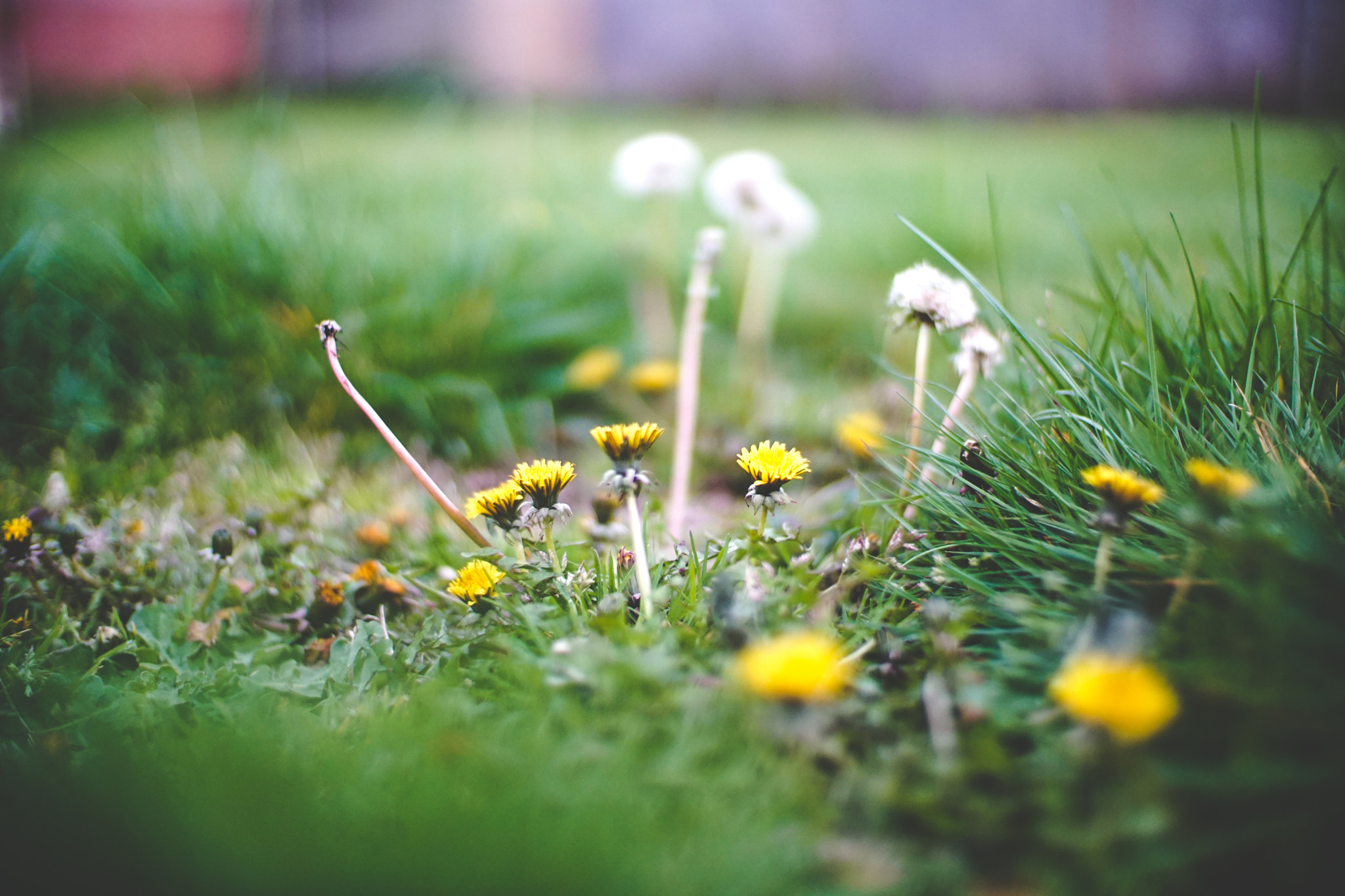 Sony a6300 + 50mm F1 sample photo