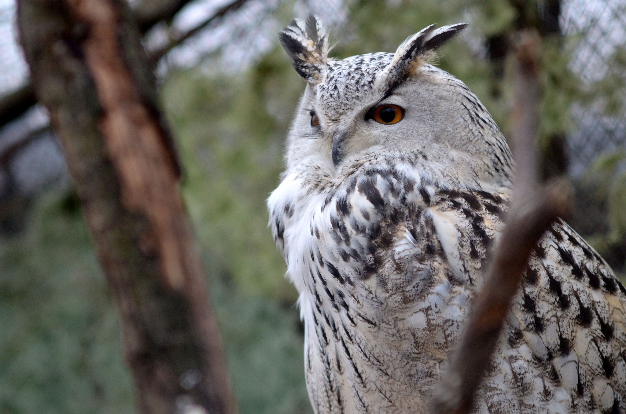 Manual Lens No CPU sample photo. Eagle owl photography