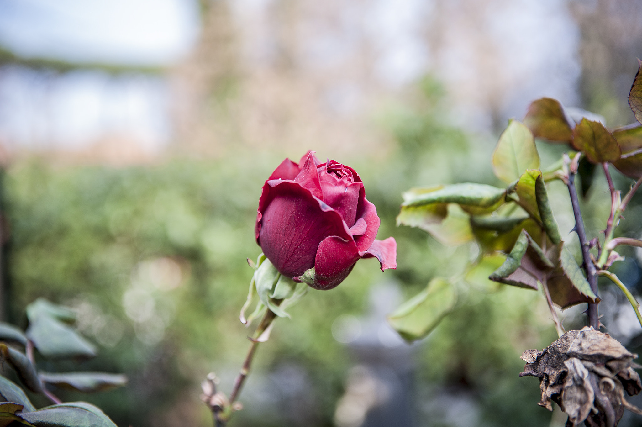 Nikon D3 sample photo. Spring's bipolarism photography