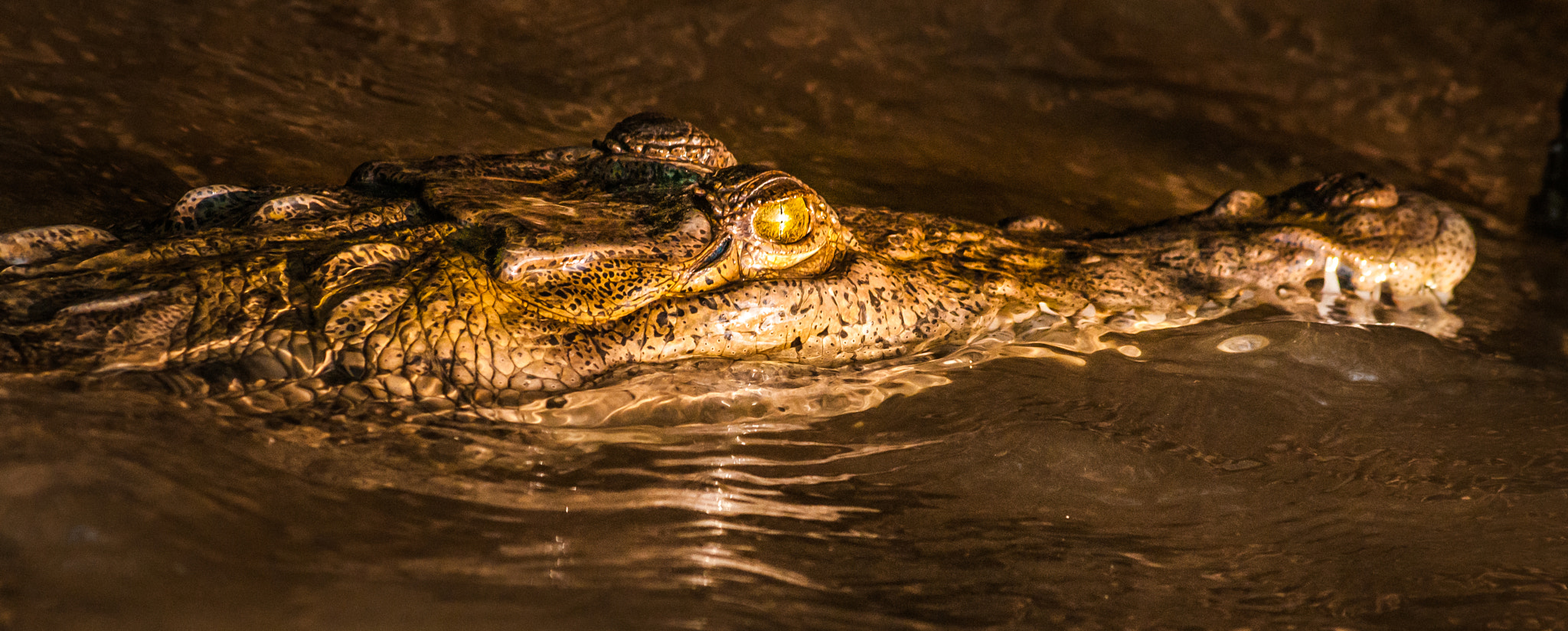 Sigma 70-300mm F4-5.6 APO DG Macro sample photo. American croc photography